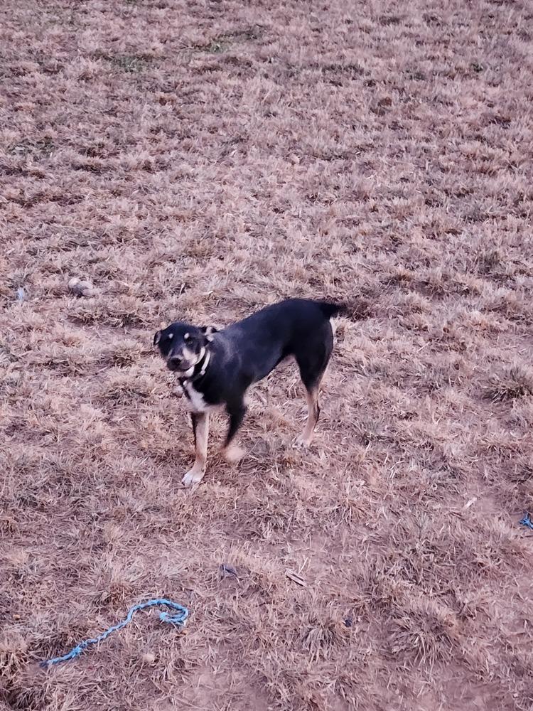 Cole, a Adoptable mixed breed in McMinnville, TN image 3/3