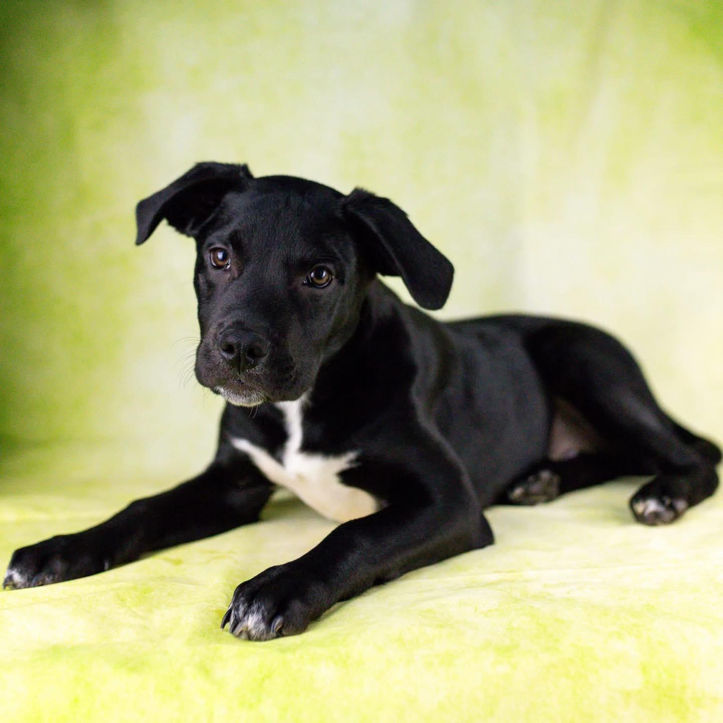 Enlarge Pip, a Adoptable mixed breed in Smyrna, GA image 3/5