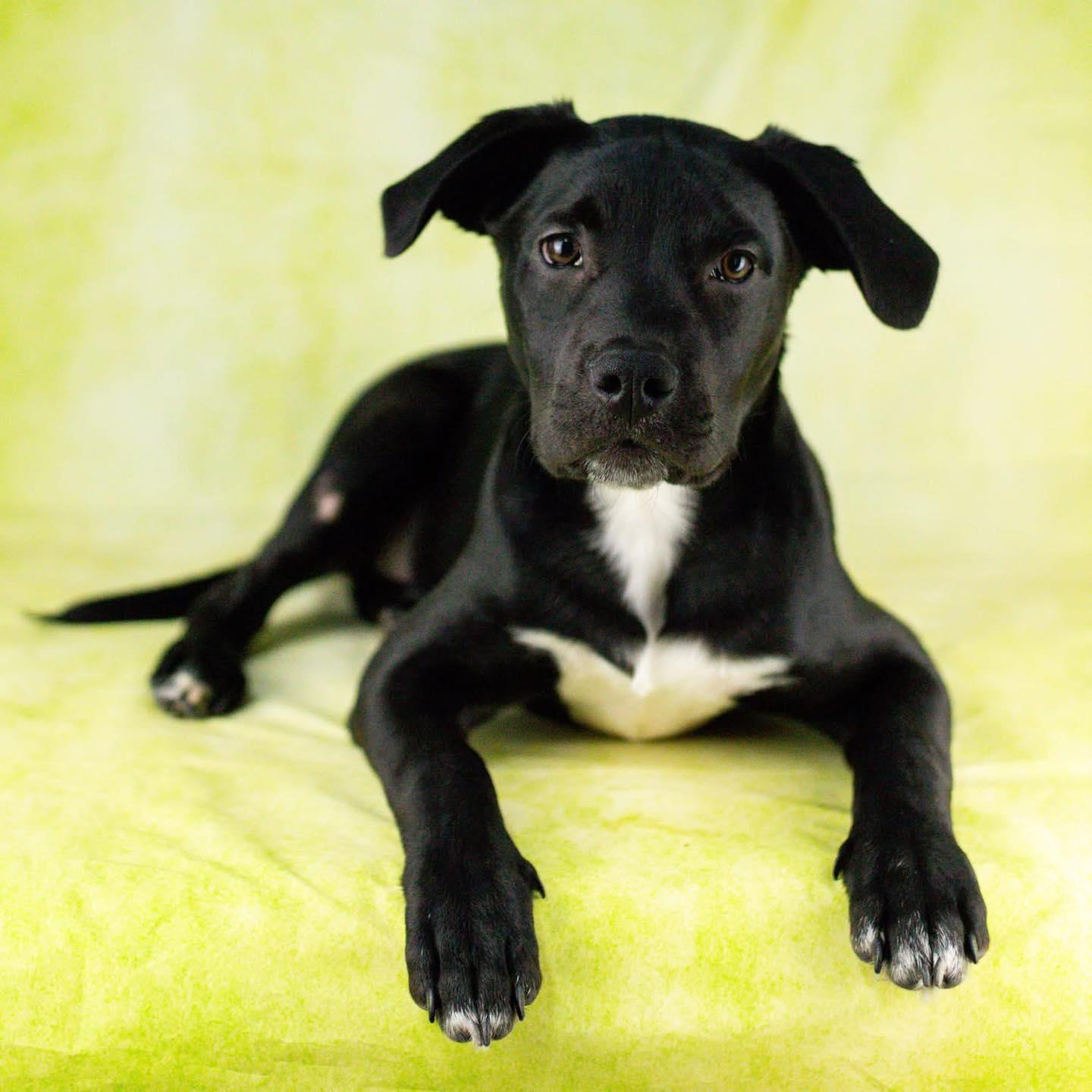 Enlarge Pip, a Adoptable mixed breed in Smyrna, GA image 2/5