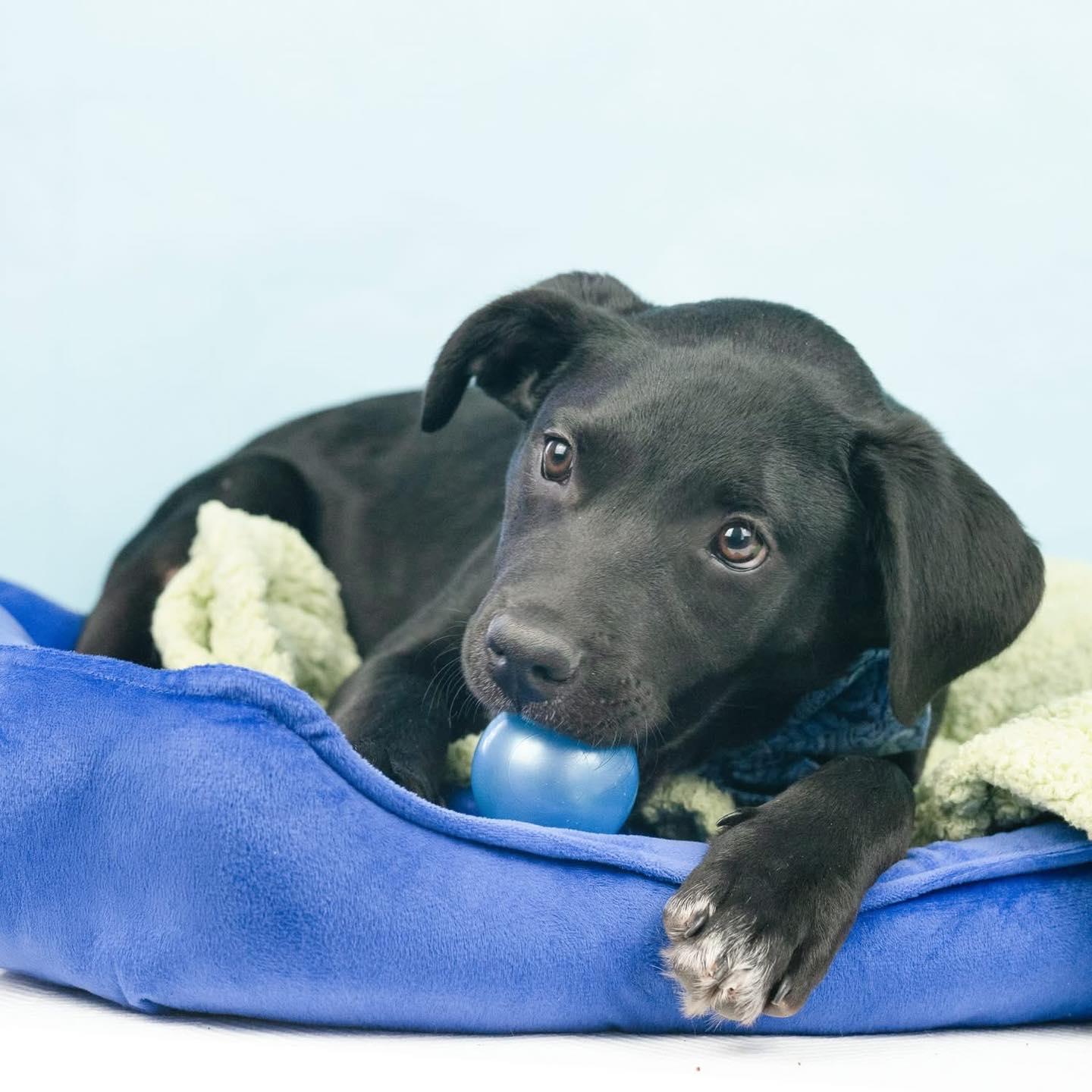 Enlarge Pip, a Adoptable mixed breed in Smyrna, GA image 1/5