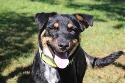 Enlarge George, a Adoptable mixed breed in Kansas City, MO image 1/3