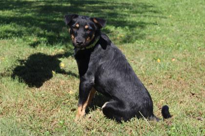 Enlarge George, a Adoptable mixed breed in Kansas City, MO image 2/3