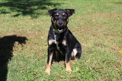 Enlarge George, a Adoptable mixed breed in Kansas City, MO image 3/3