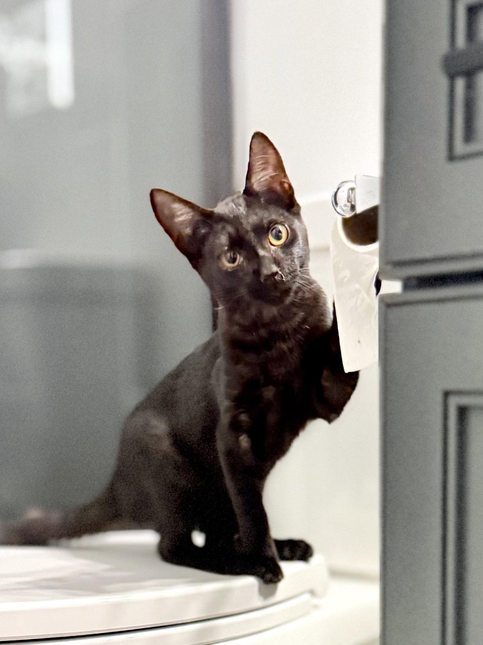 Enlarge Fossil, a Adoptable Domestic Short Hair in Scottsdale, AZ image 1/2