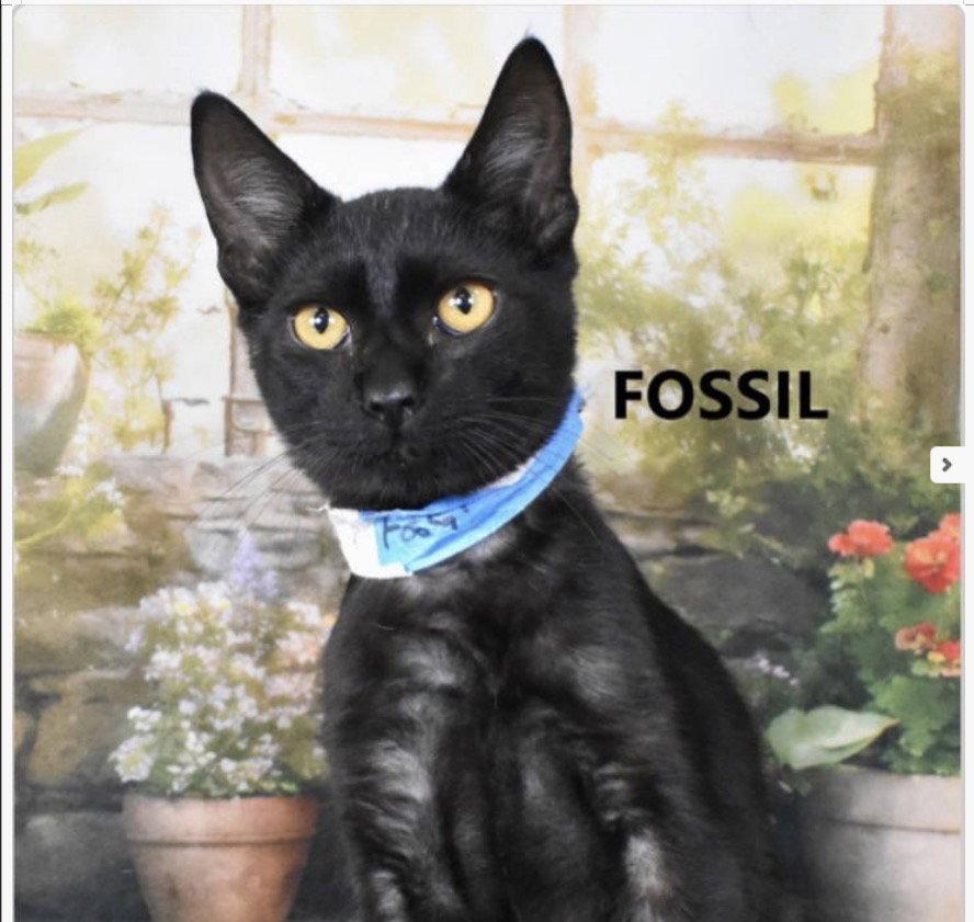Enlarge Fossil, a Adoptable Domestic Short Hair in Scottsdale, AZ image 2/2