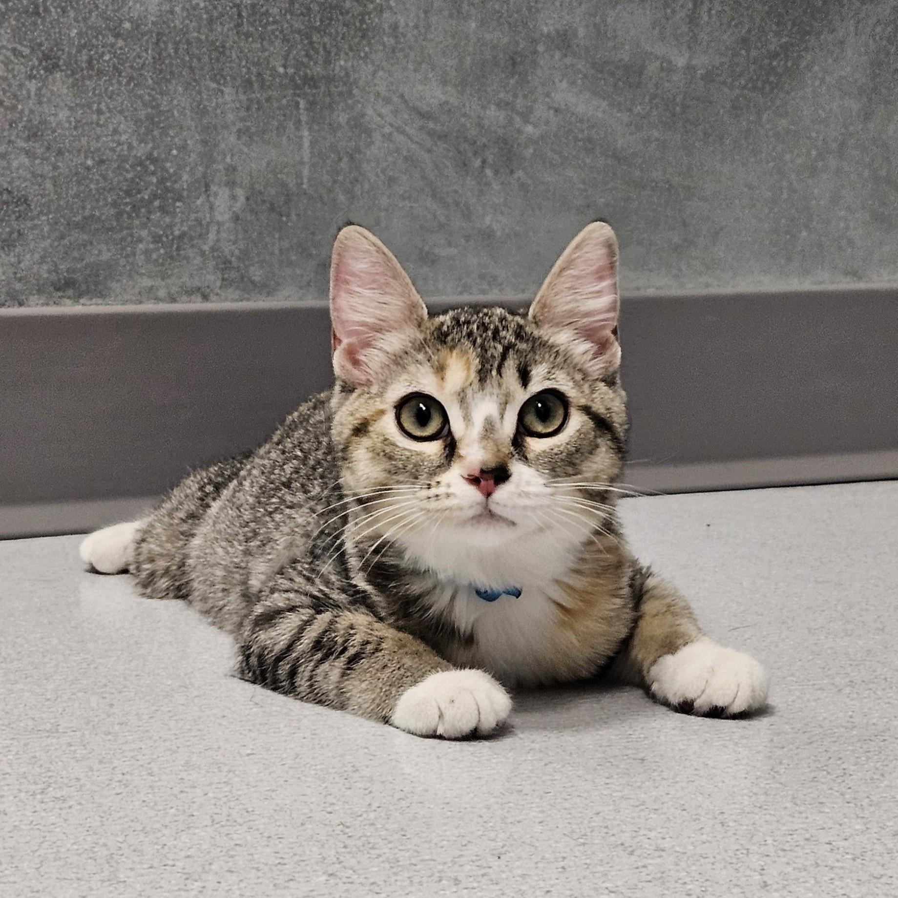 Enlarge Toulouse, a ADOPTABLE Domestic Short Hair in Endicott, NY image 5/5