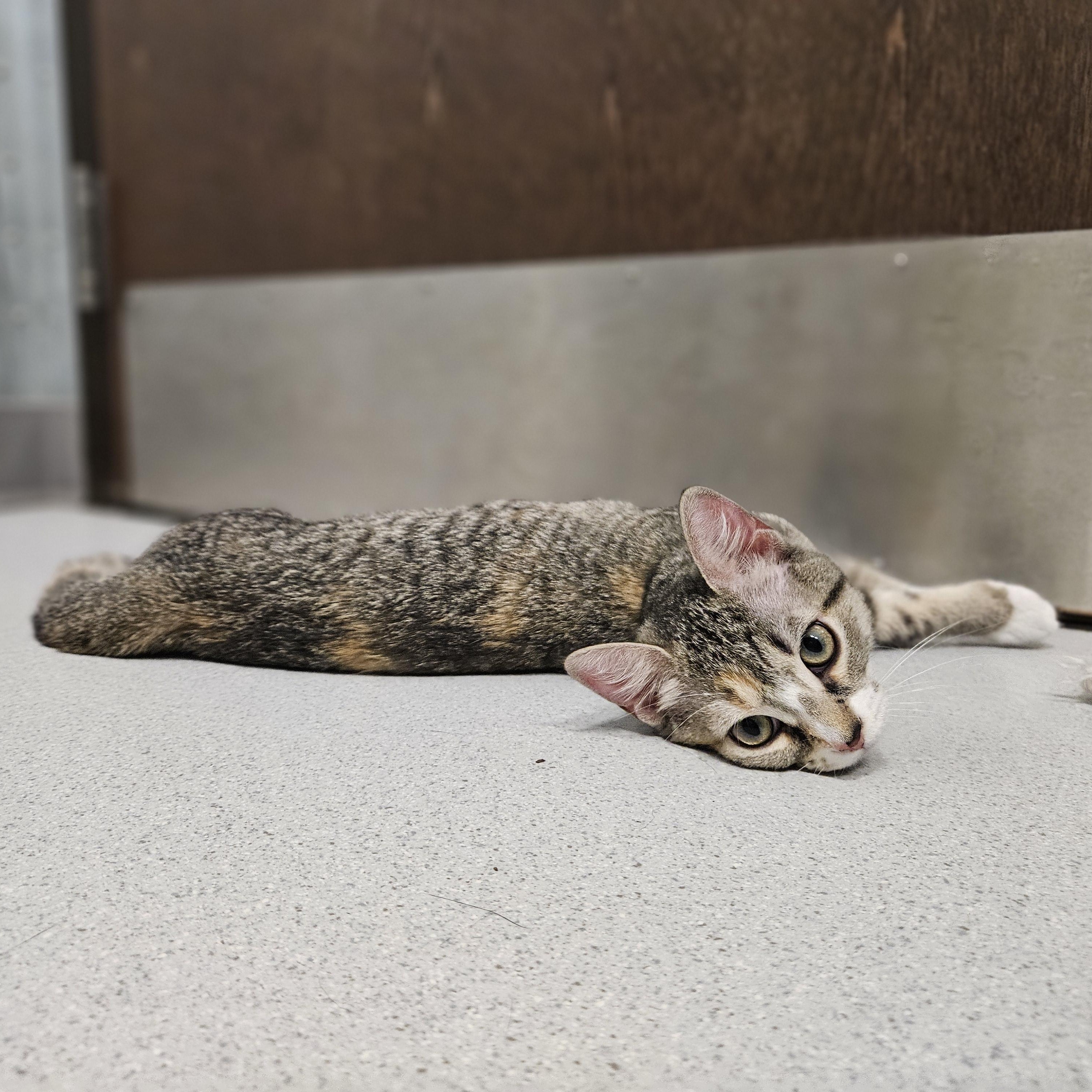 Enlarge Toulouse, a ADOPTABLE Domestic Short Hair in Endicott, NY image 4/5