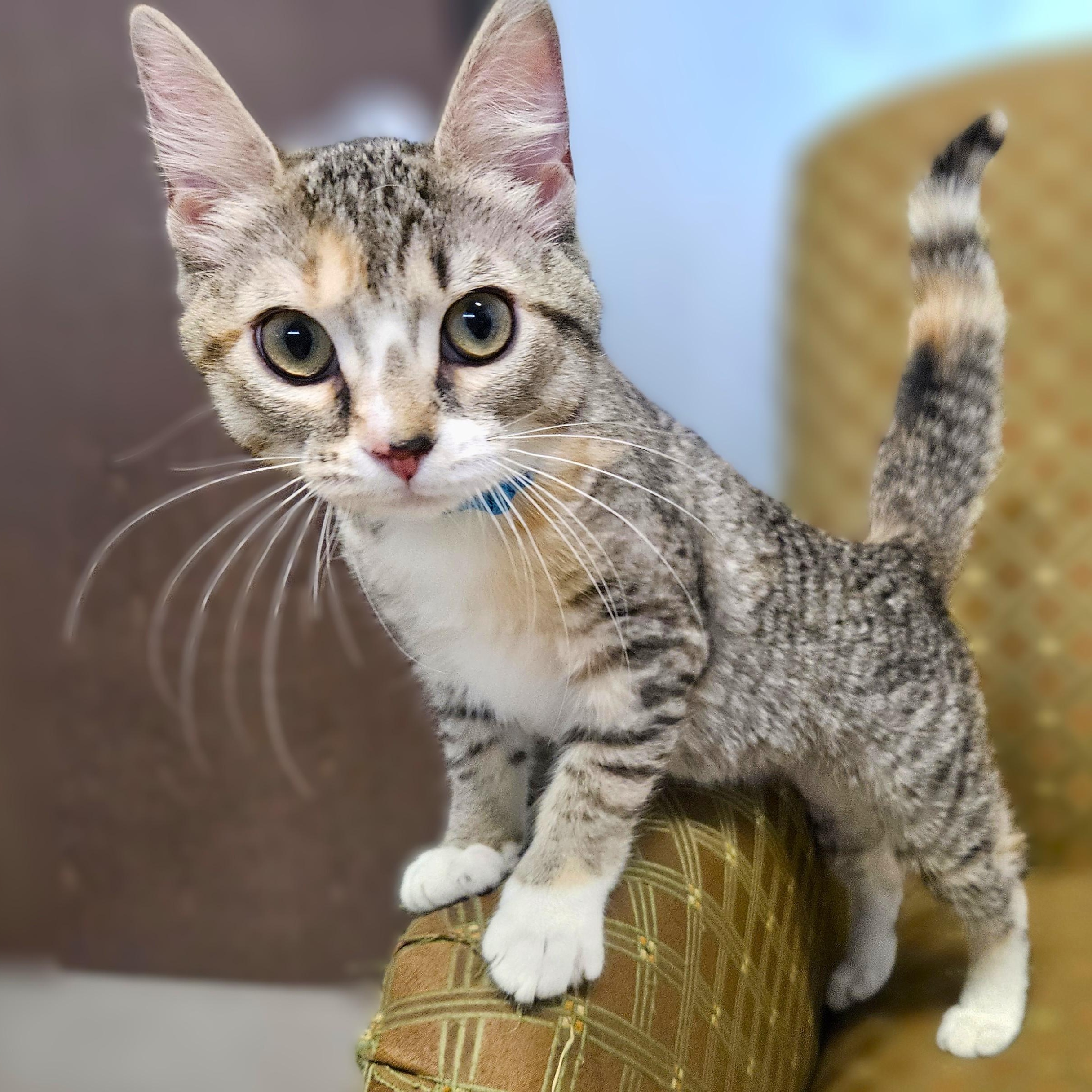 Toulouse, ADOPTABLE, Kitten Female Domestic Short Hair.