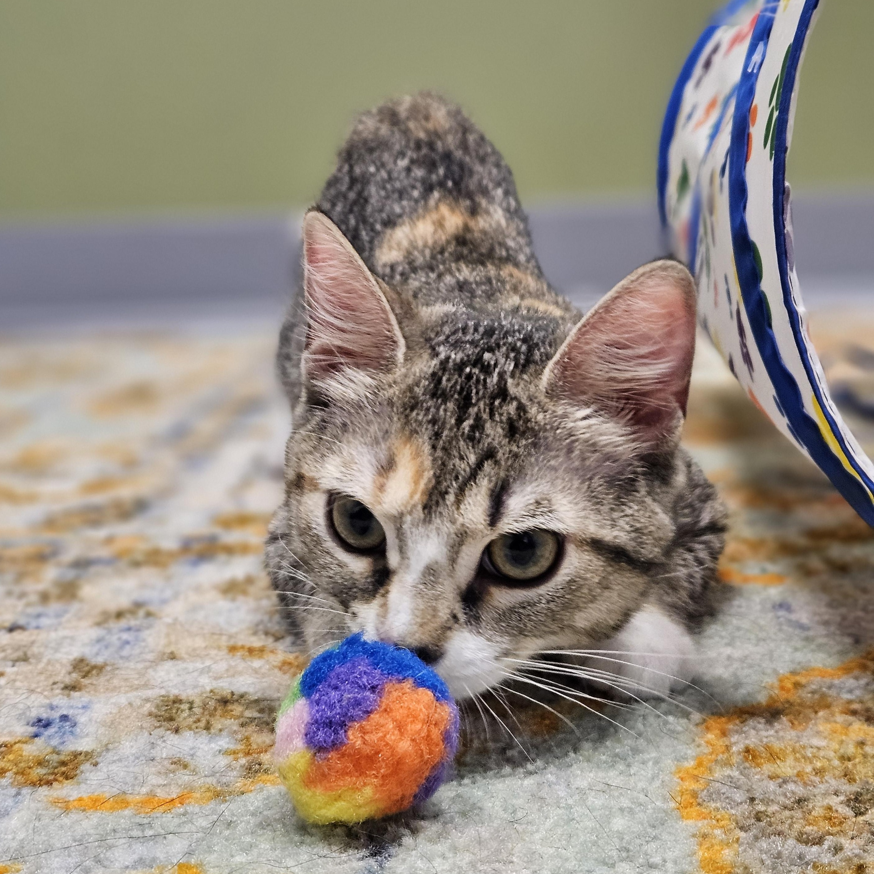 Enlarge Toulouse, a ADOPTABLE Domestic Short Hair in Endicott, NY image 2/5