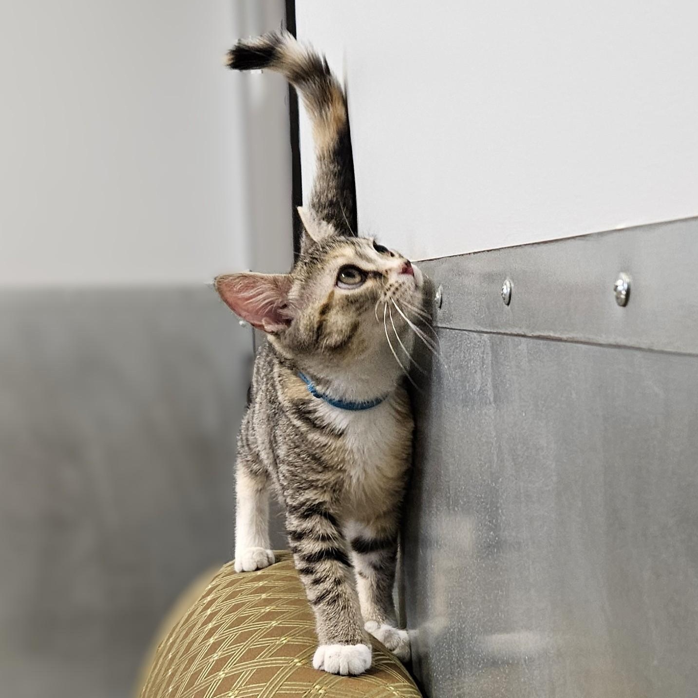Enlarge Toulouse, a ADOPTABLE Domestic Short Hair in Endicott, NY image 3/5