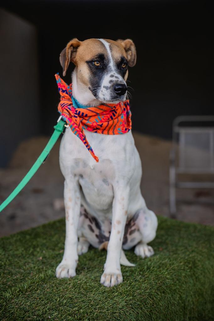 Flor, Adoptable, Young Female Cattle Dog & Retriever.