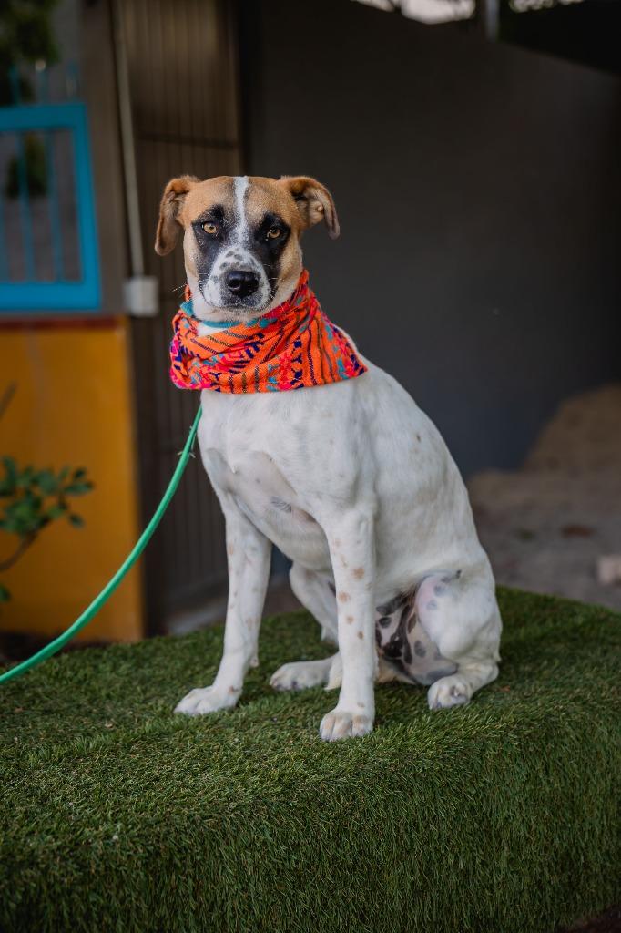 Flor, a Adoptable mixed breed in Anacortes, WA image 2/6