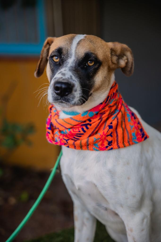 Flor, a Adoptable mixed breed in Anacortes, WA image 3/6