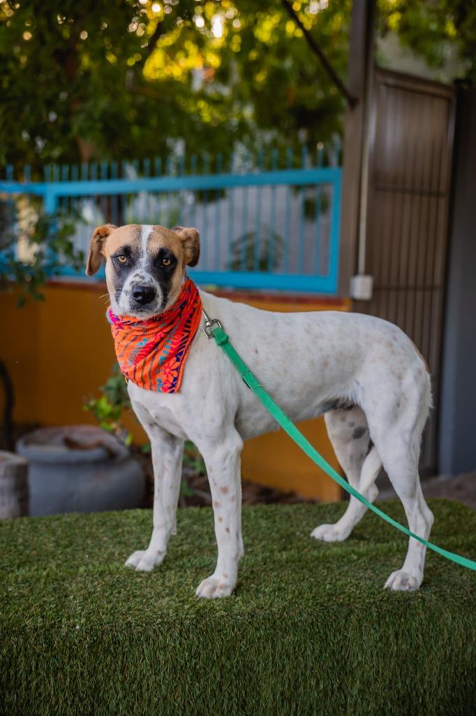 Flor, a Adoptable mixed breed in Anacortes, WA image 4/6
