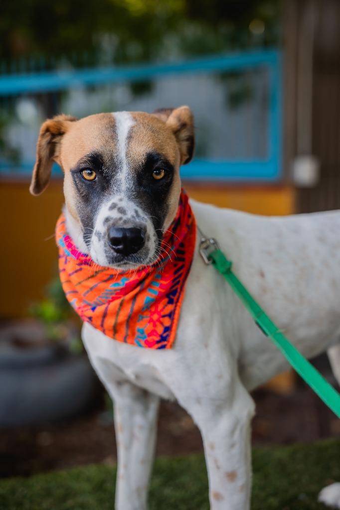 Flor, a Adoptable mixed breed in Anacortes, WA image 5/6