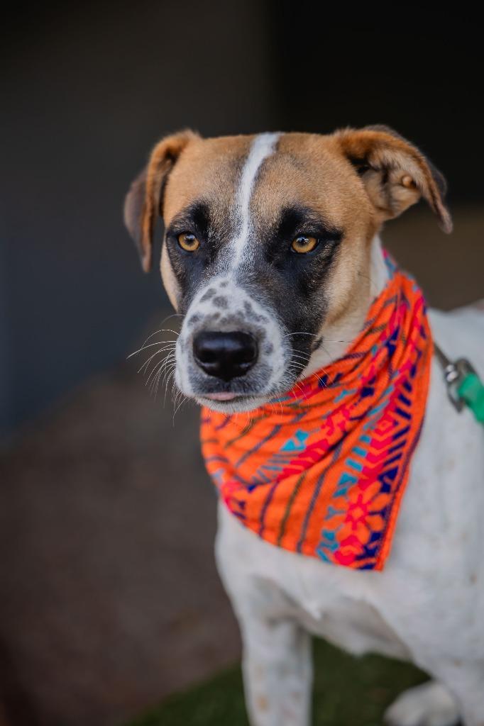 Flor, a Adoptable mixed breed in Anacortes, WA image 6/6