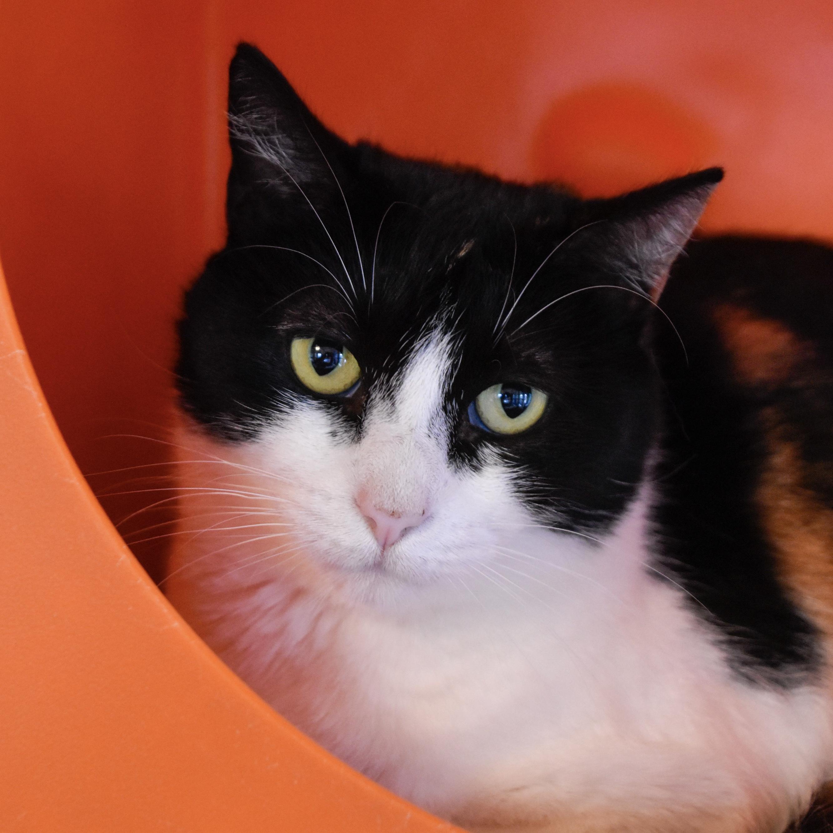 Leigh, Adoptable, Adult Female Domestic Short Hair.