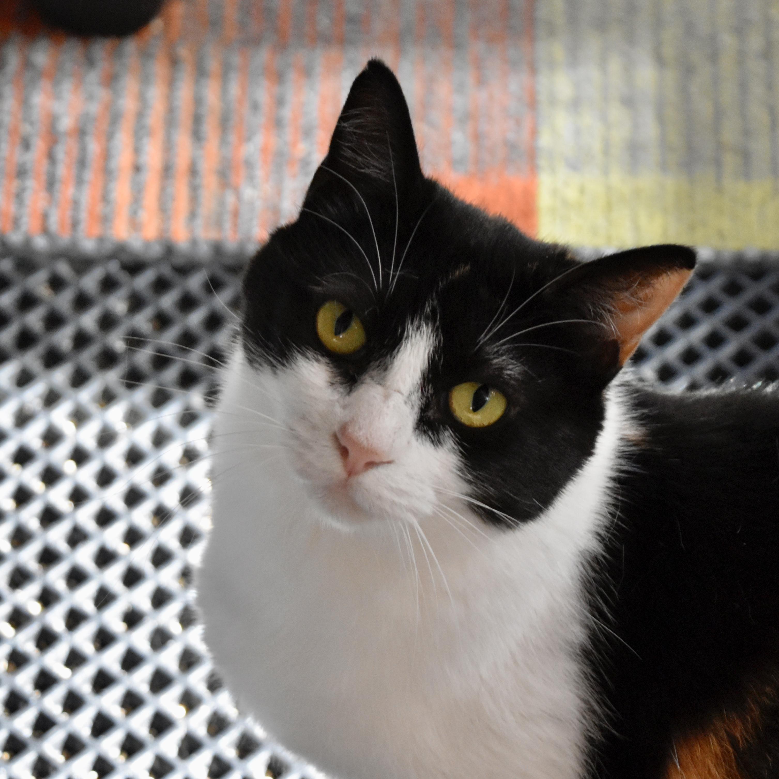 Enlarge Leigh, a Adoptable mixed breed in Santa Fe, NM image 2/6