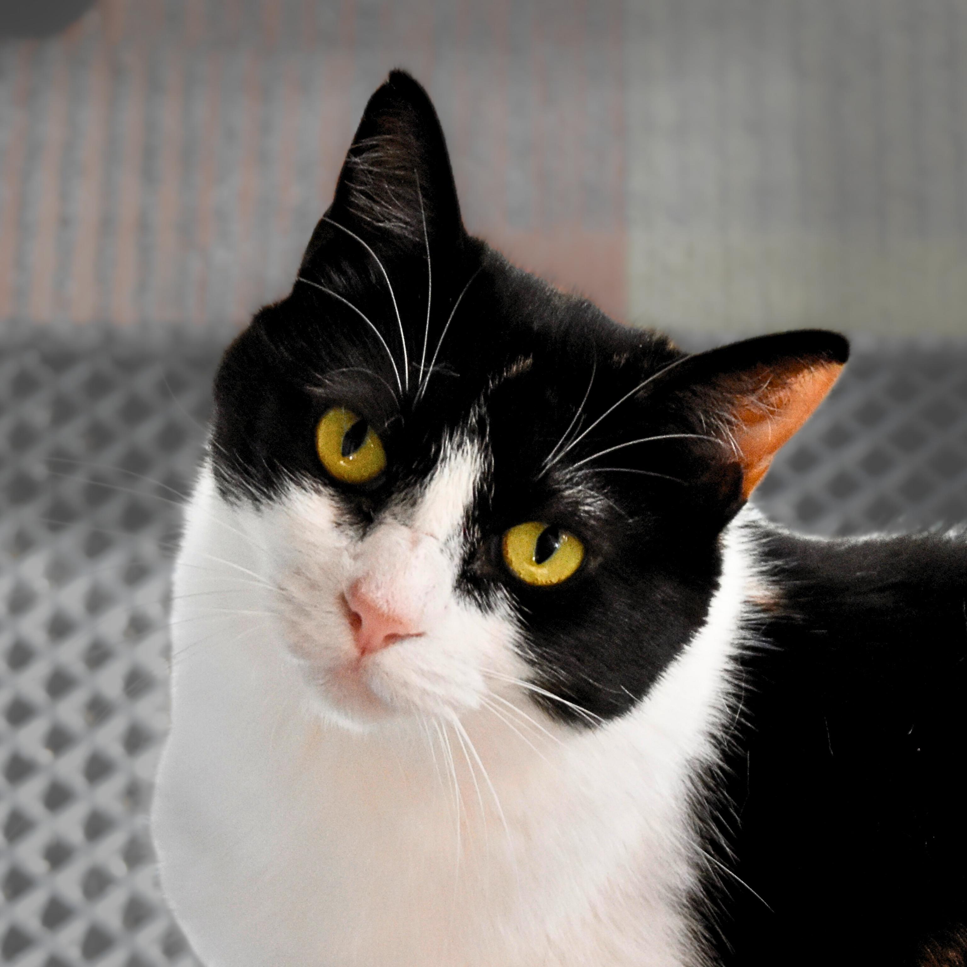 Enlarge Leigh, a Adoptable mixed breed in Santa Fe, NM image 2/4