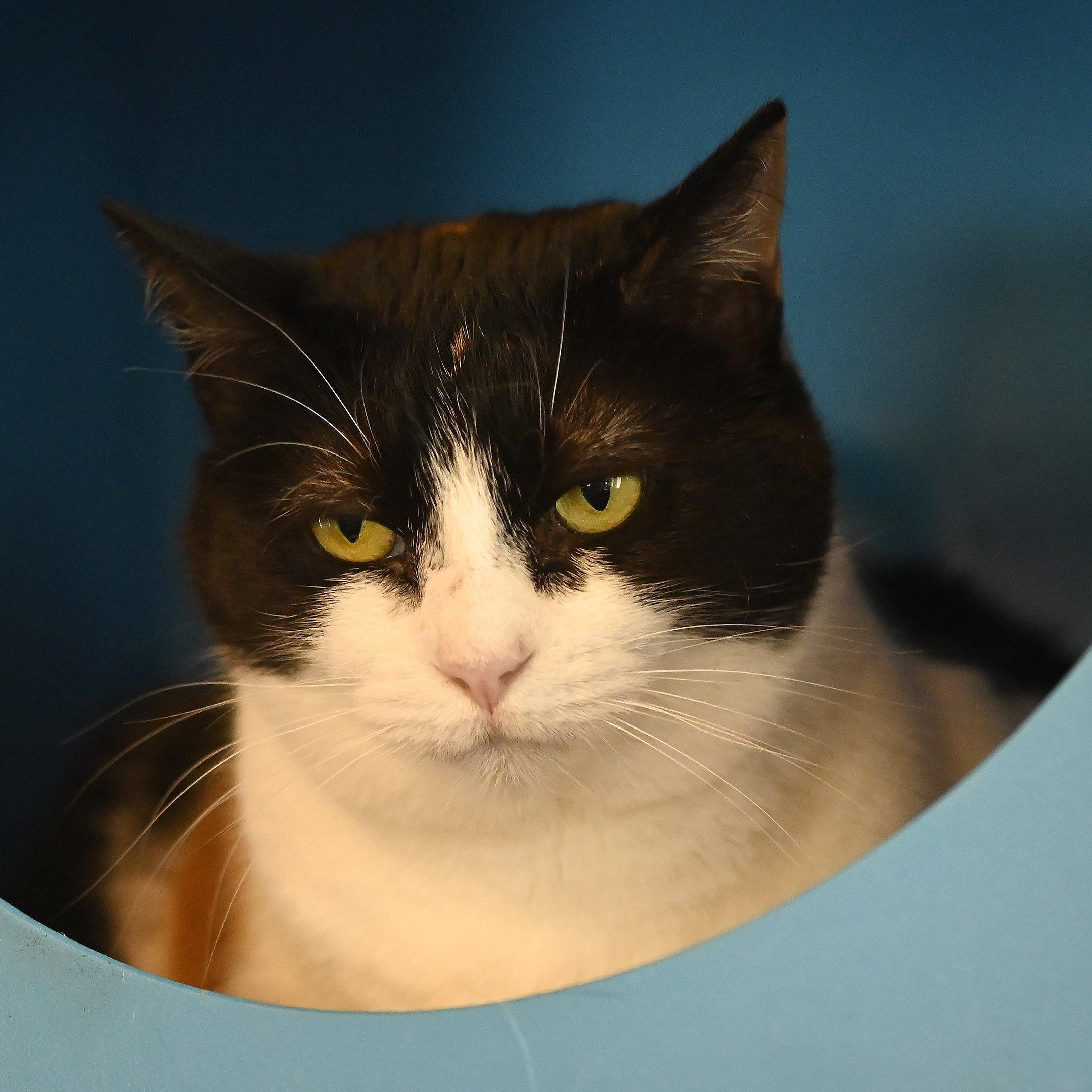 Enlarge Leigh, a Adoptable mixed breed in Santa Fe, NM image 5/6