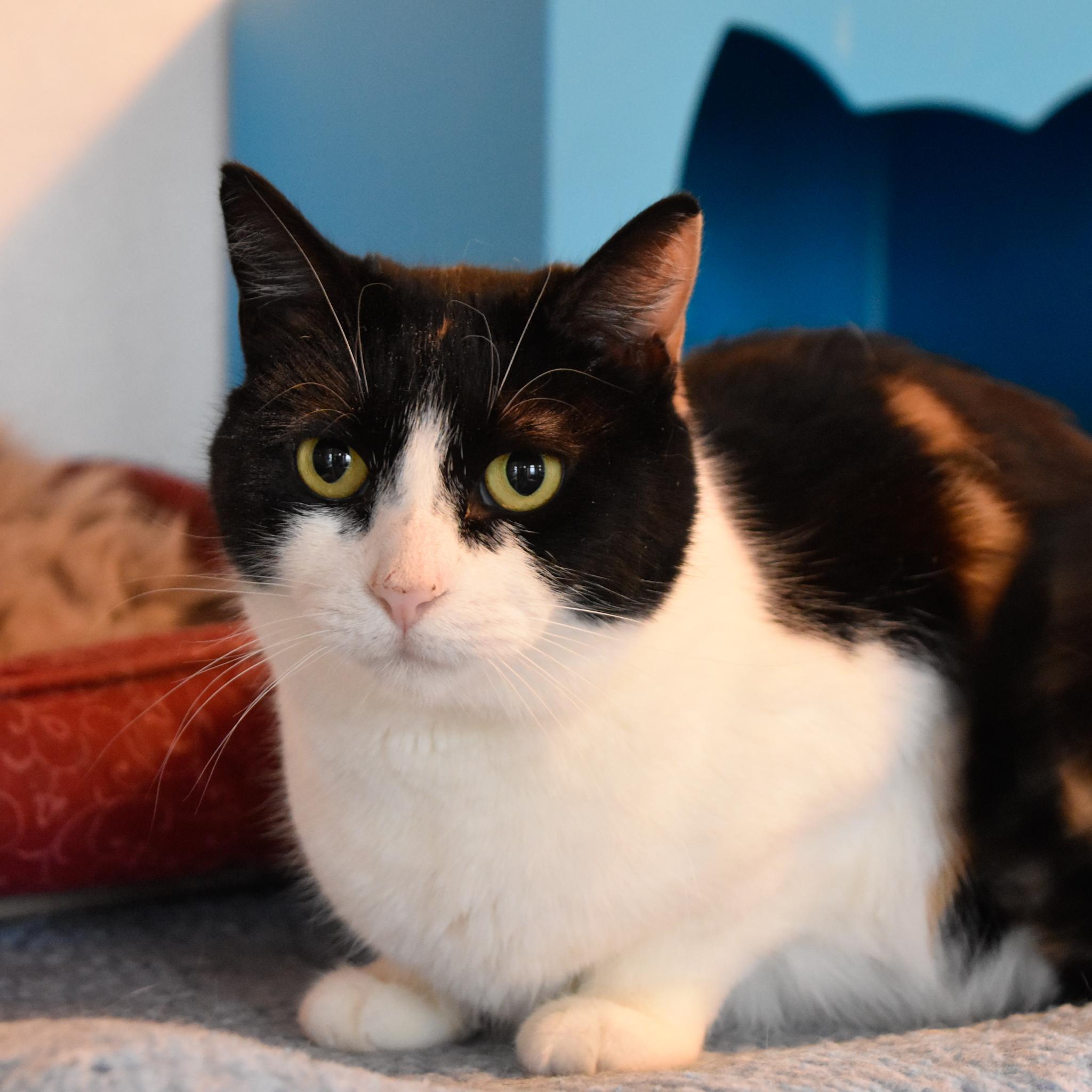 Enlarge Leigh, a Adoptable mixed breed in Santa Fe, NM image 6/6