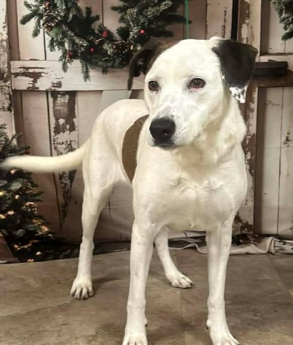 SKUNKERELLA, Adoptable, Adult Female Labrador Retriever & Mixed Breed.