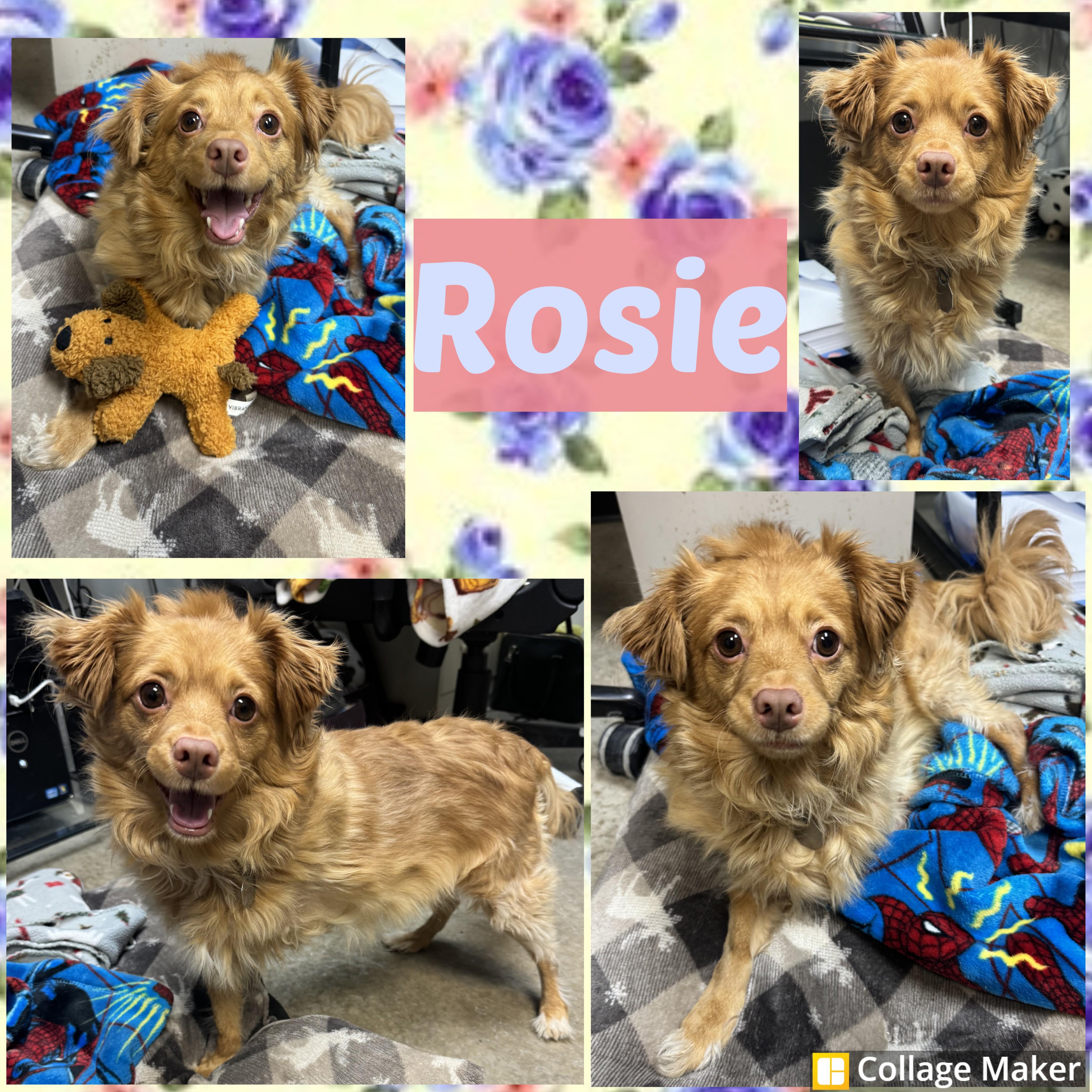 Rosie, adopted, Adult Female Chihuahua & Dachshund (Long Haired).