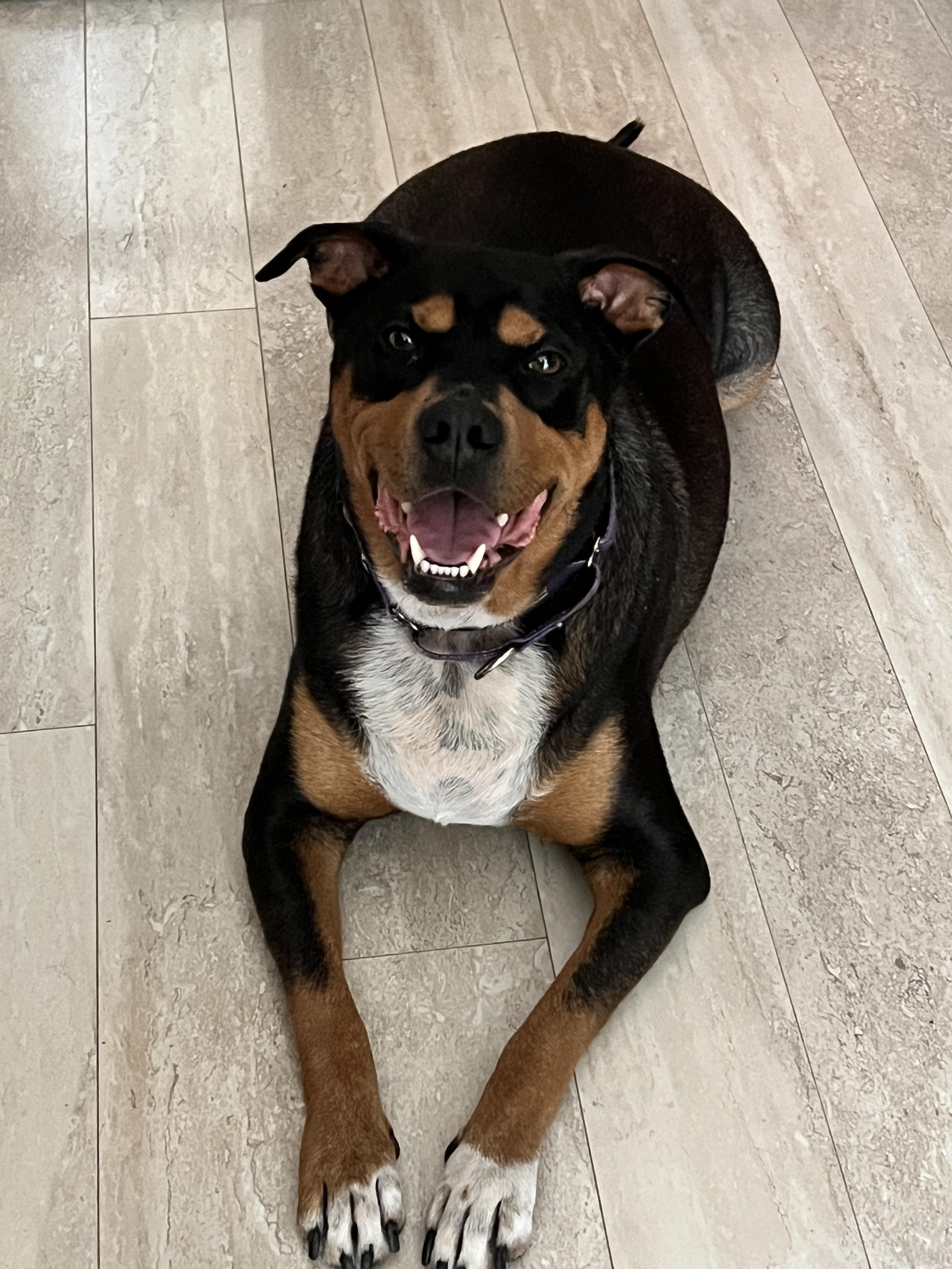 Bandit (Experienced Adopters Only), Adoptable, Senior Male Rottweiler.