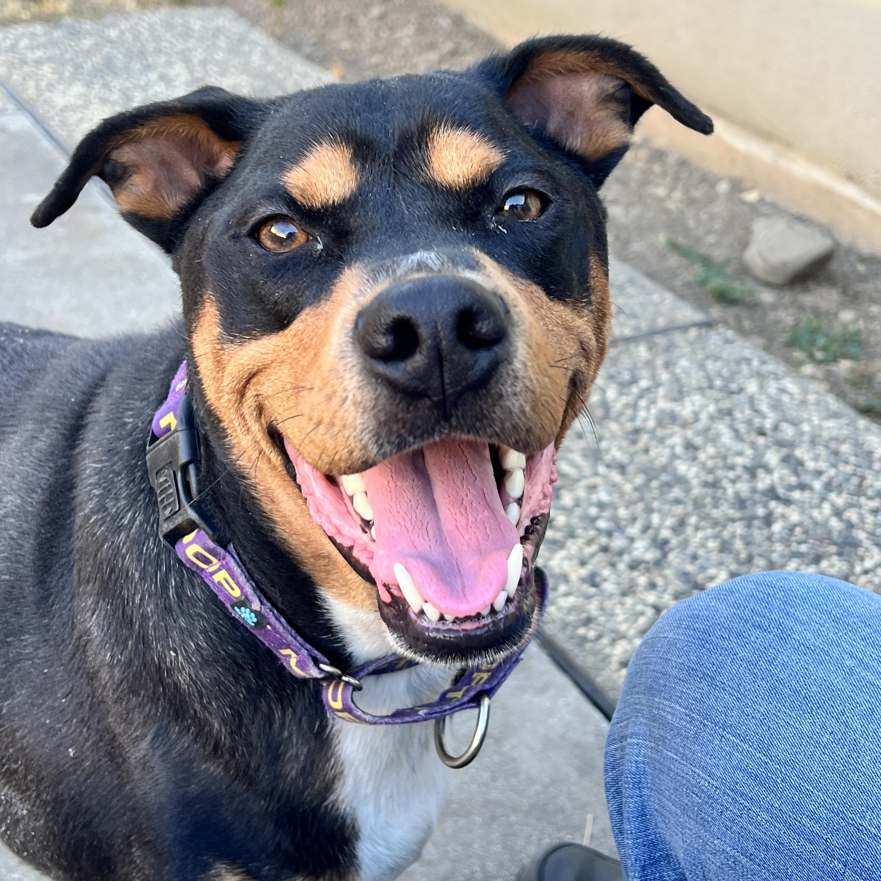 Bandit (Experienced Adopters Only), Adoptable, Senior Male Rottweiler.