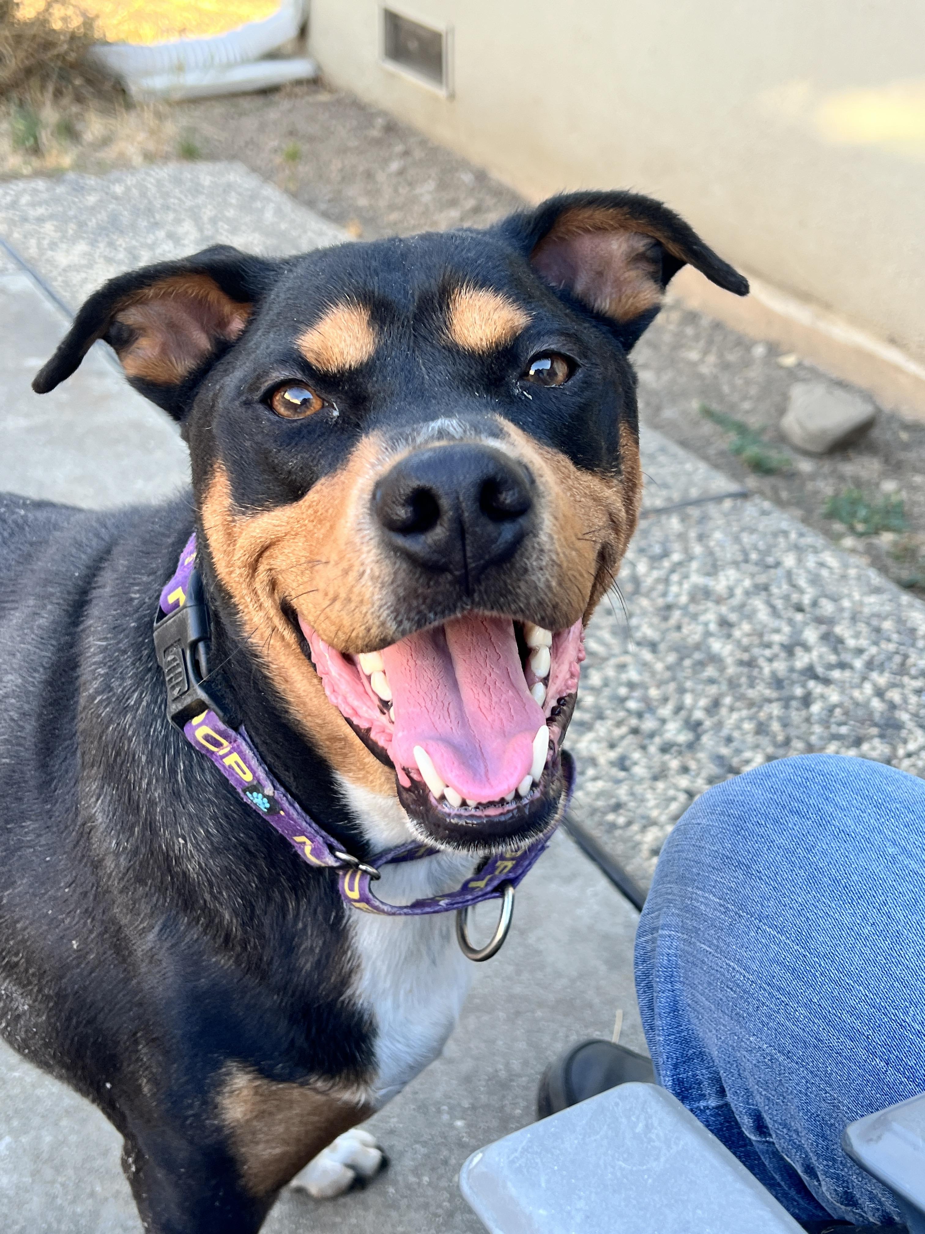 Enlarge Bandit (Experienced Adopters Only), a Adoptable mixed breed in Tracy, CA image 2/6