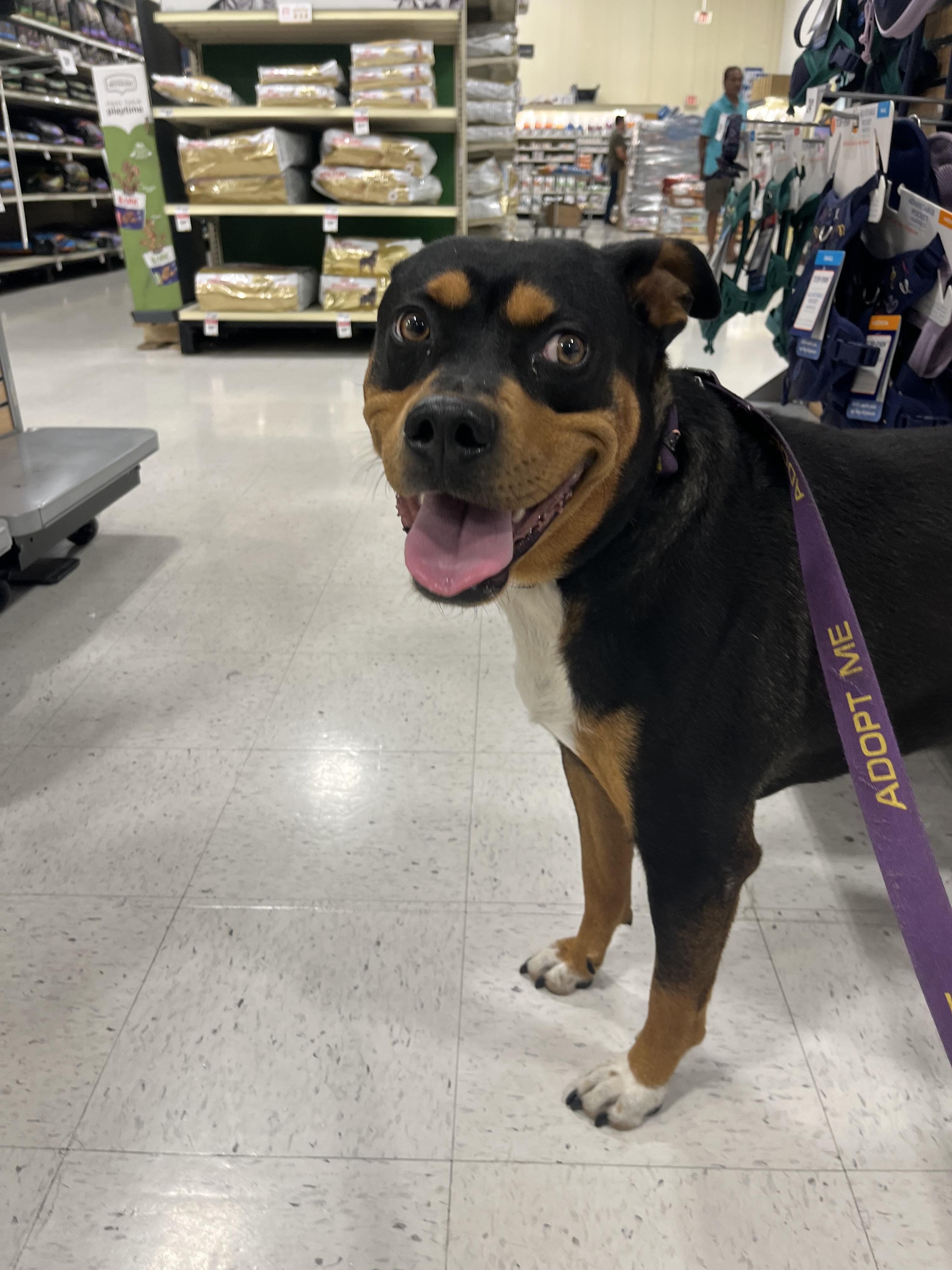 Enlarge Bandit (Experienced Adopters Only), a Adoptable mixed breed in Tracy, CA image 3/6