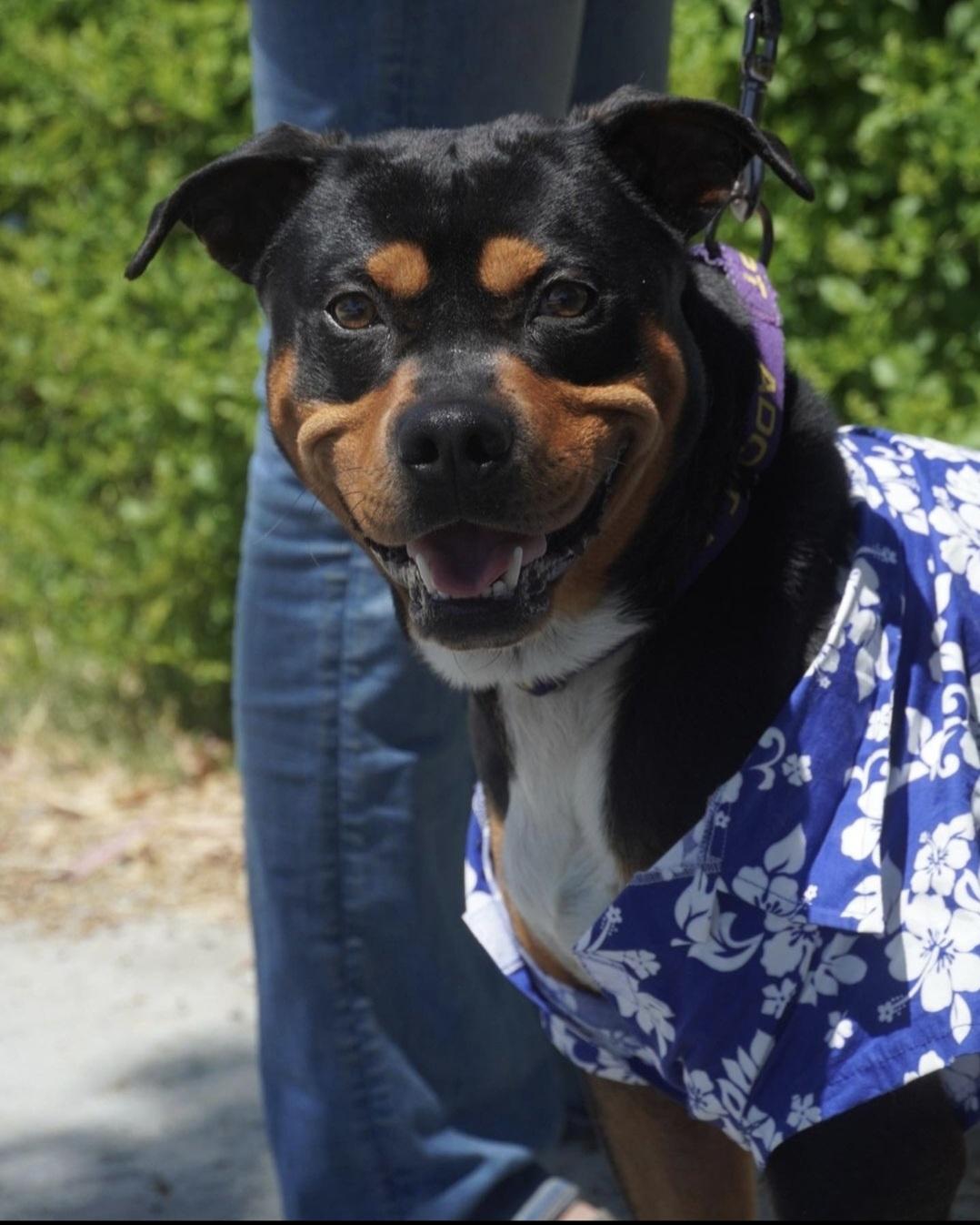 Enlarge Bandit (Experienced Adopters Only), a Adoptable mixed breed in Tracy, CA image 4/6