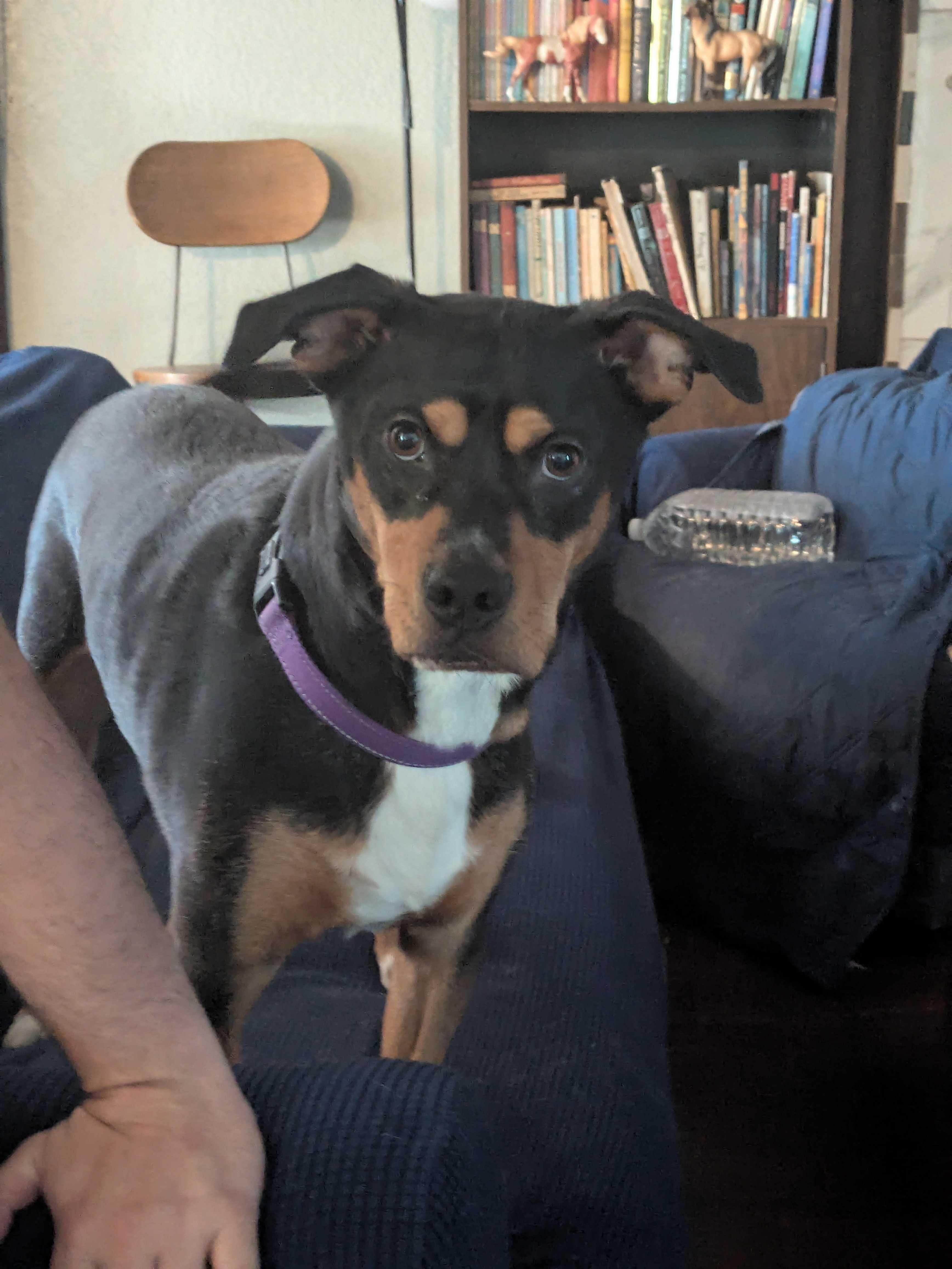 Enlarge Bandit (Experienced Adopters Only), a Adoptable mixed breed in Tracy, CA image 5/6