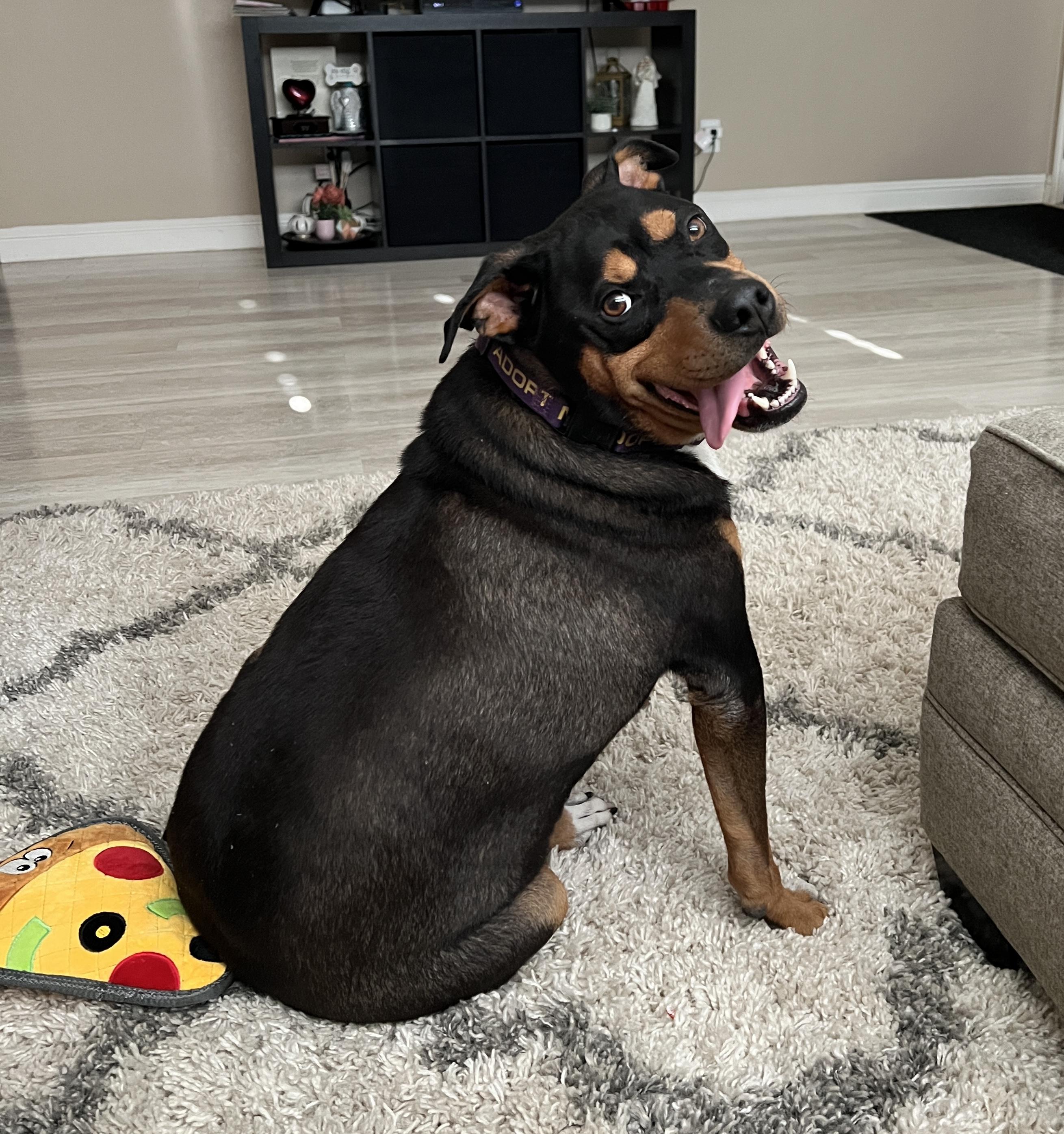 Enlarge Bandit (Experienced Adopters Only), a Adoptable mixed breed in Tracy, CA image 6/6