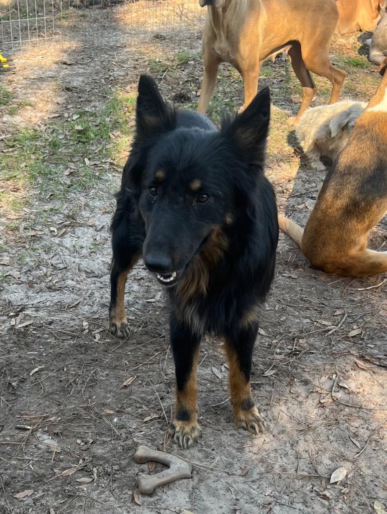 Taboo, Adoptable, Adult Male Belgian Shepherd / Sheepdog & Australian Shepherd.