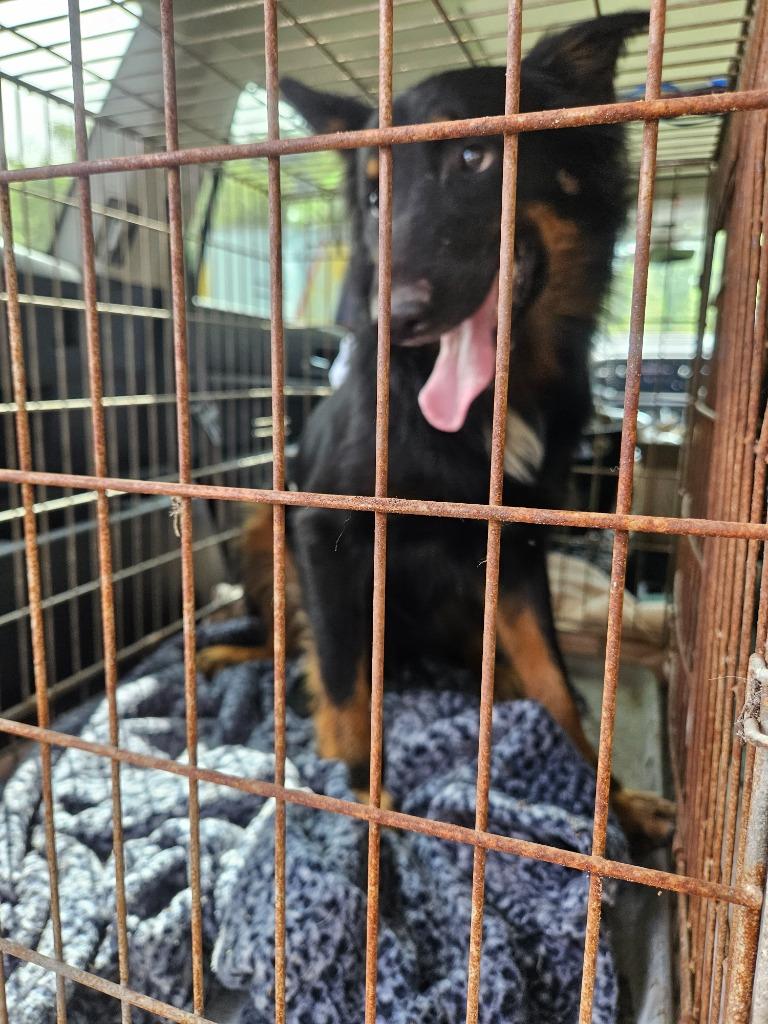 Enlarge Taboo, a Adoptable mixed breed in Waynesville, GA image 2/3