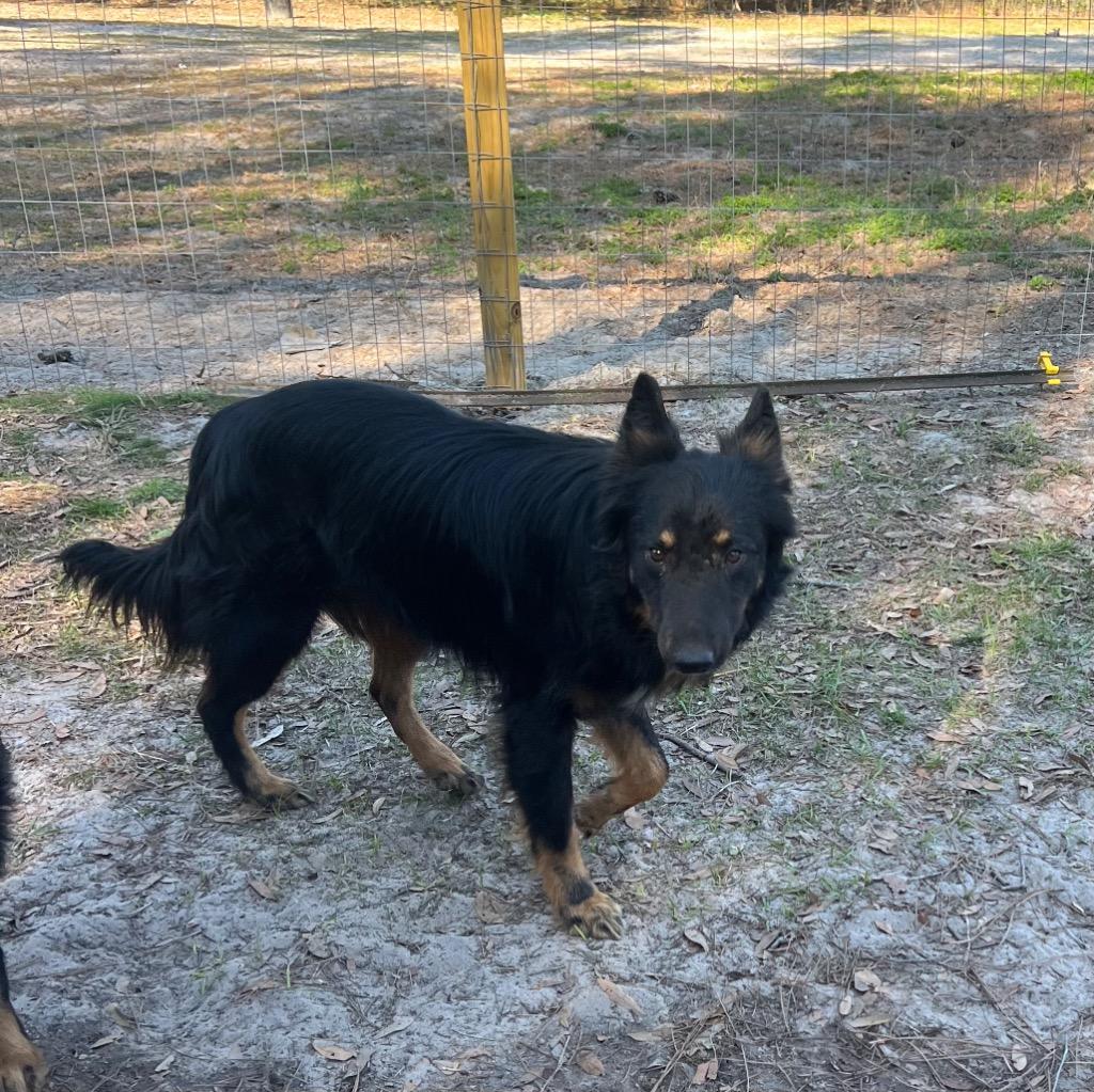 Enlarge Taboo, a Adoptable mixed breed in Waynesville, GA image 3/3