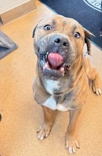 Caesar, a ADOPTABLE Cane Corso in Mount Juliet, TN image 2/4