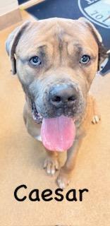 Caesar, a ADOPTABLE Cane Corso in Mount Juliet, TN image 3/4