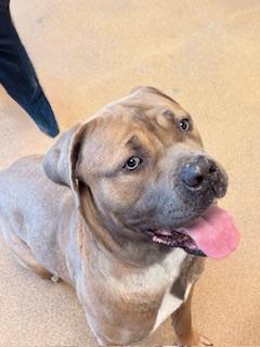 Caesar, a ADOPTABLE Cane Corso in Mount Juliet, TN image 4/4
