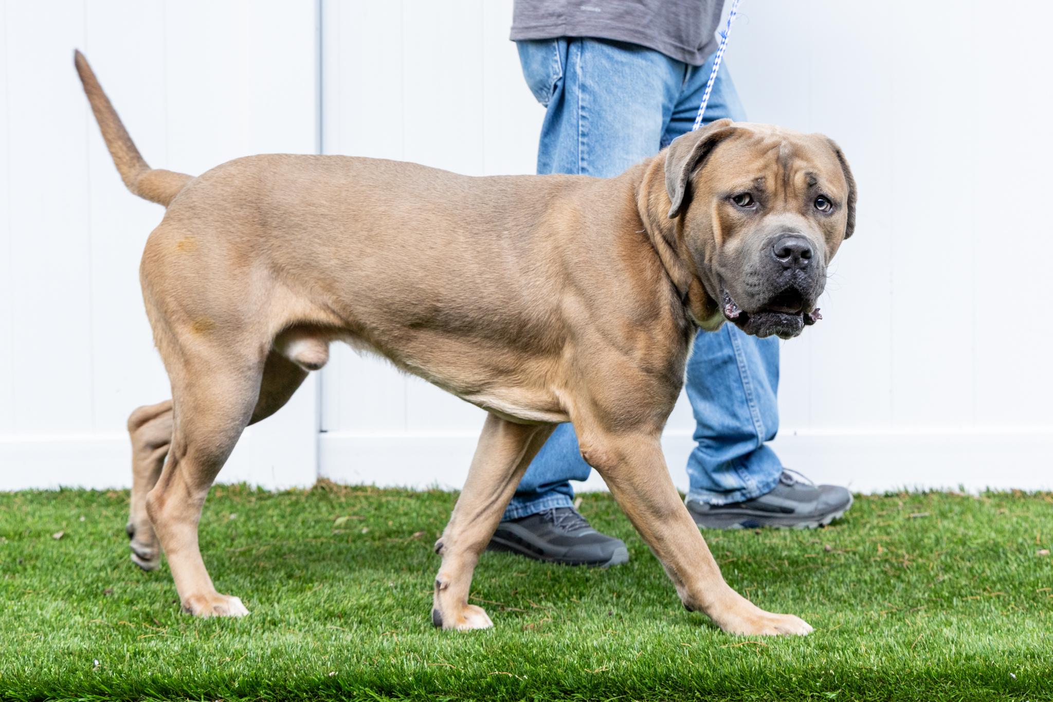 Caesar, a ADOPTABLE Cane Corso in Mount Juliet, TN image 3/5