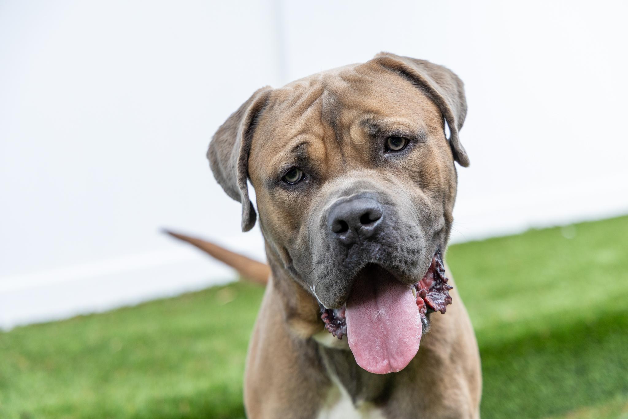Caesar, a ADOPTABLE Cane Corso in Mount Juliet, TN image 5/5