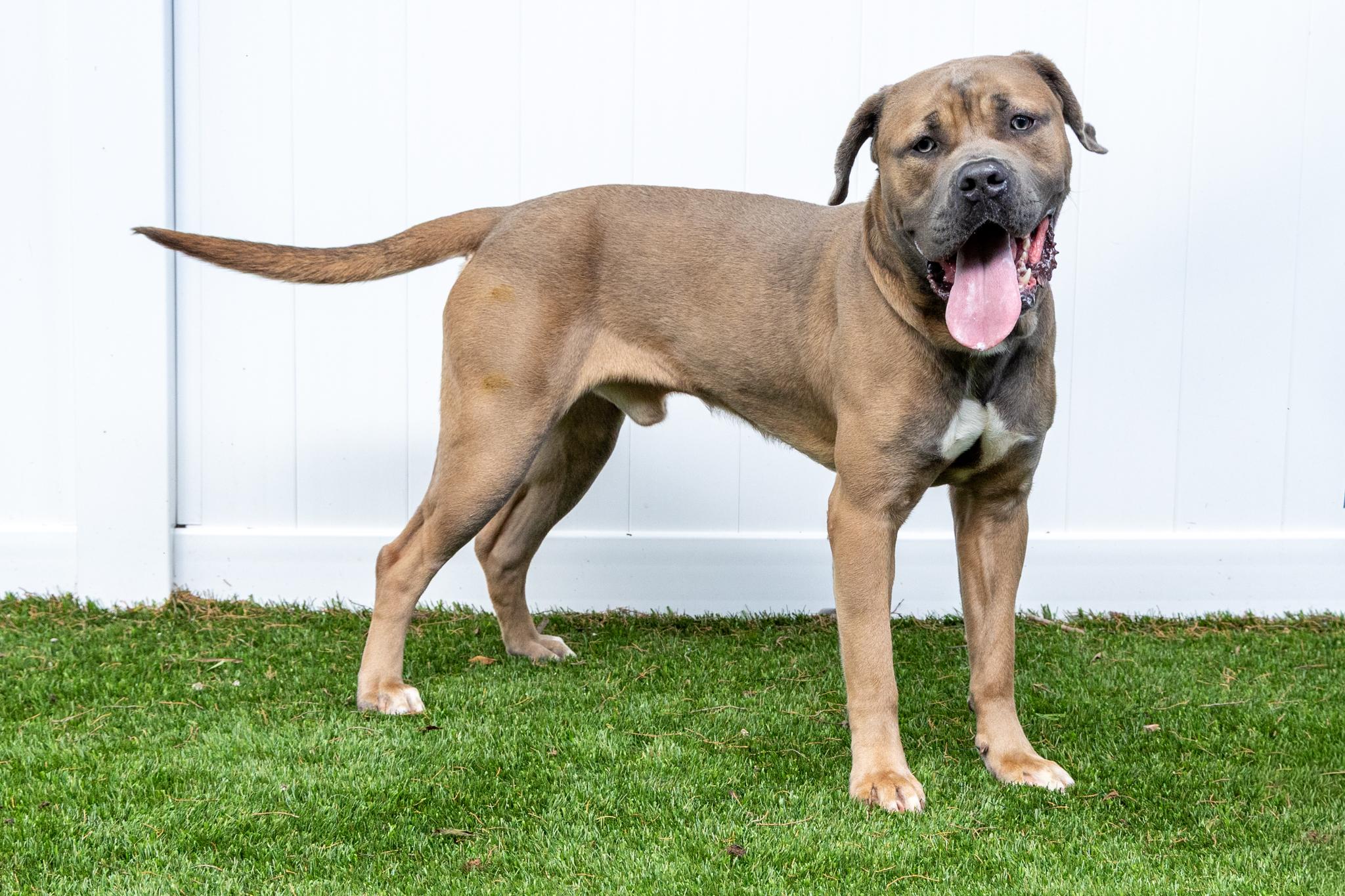 Caesar, a ADOPTABLE Cane Corso in Mount Juliet, TN image 4/5