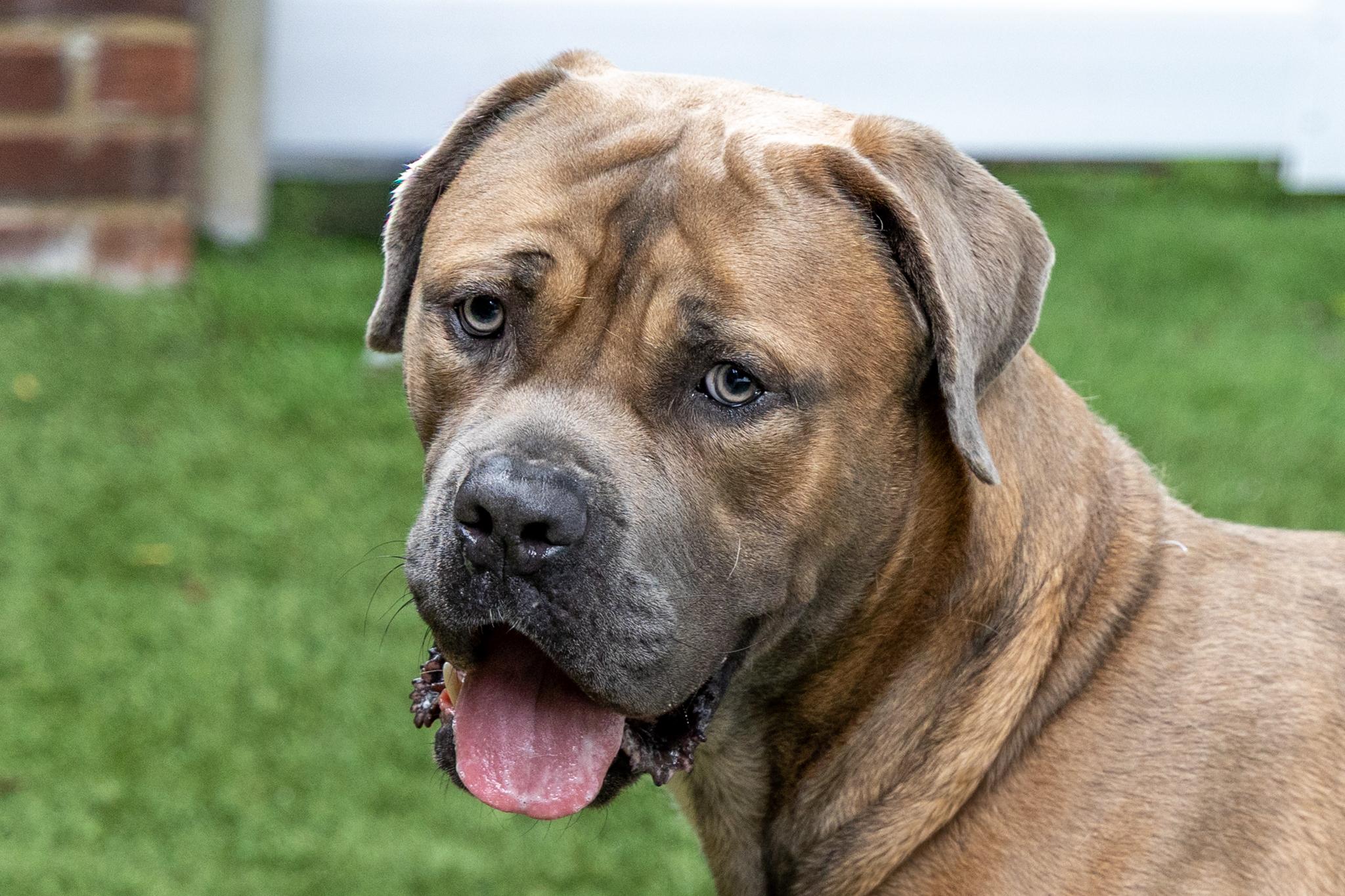 Caesar, ADOPTABLE, Young Male Cane Corso.