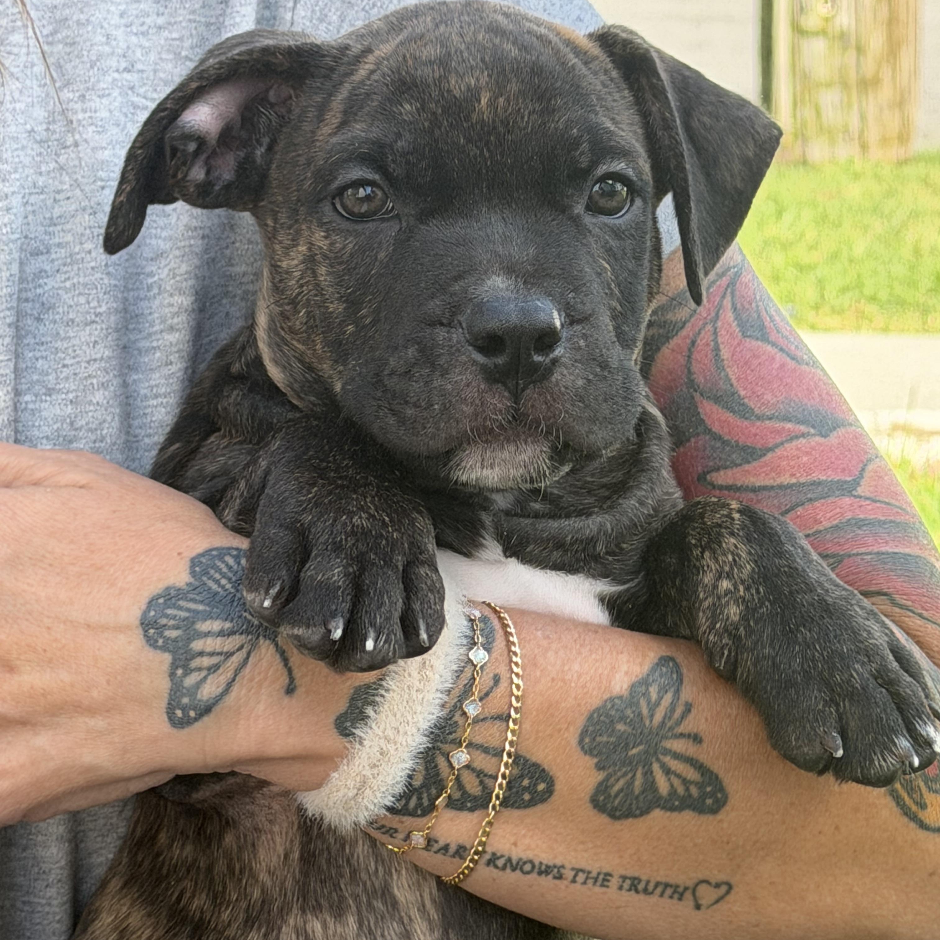 Enlarge Bourbon-ADOPT Me, a Adoptable mixed breed in Redondo Beach, CA image 5/6