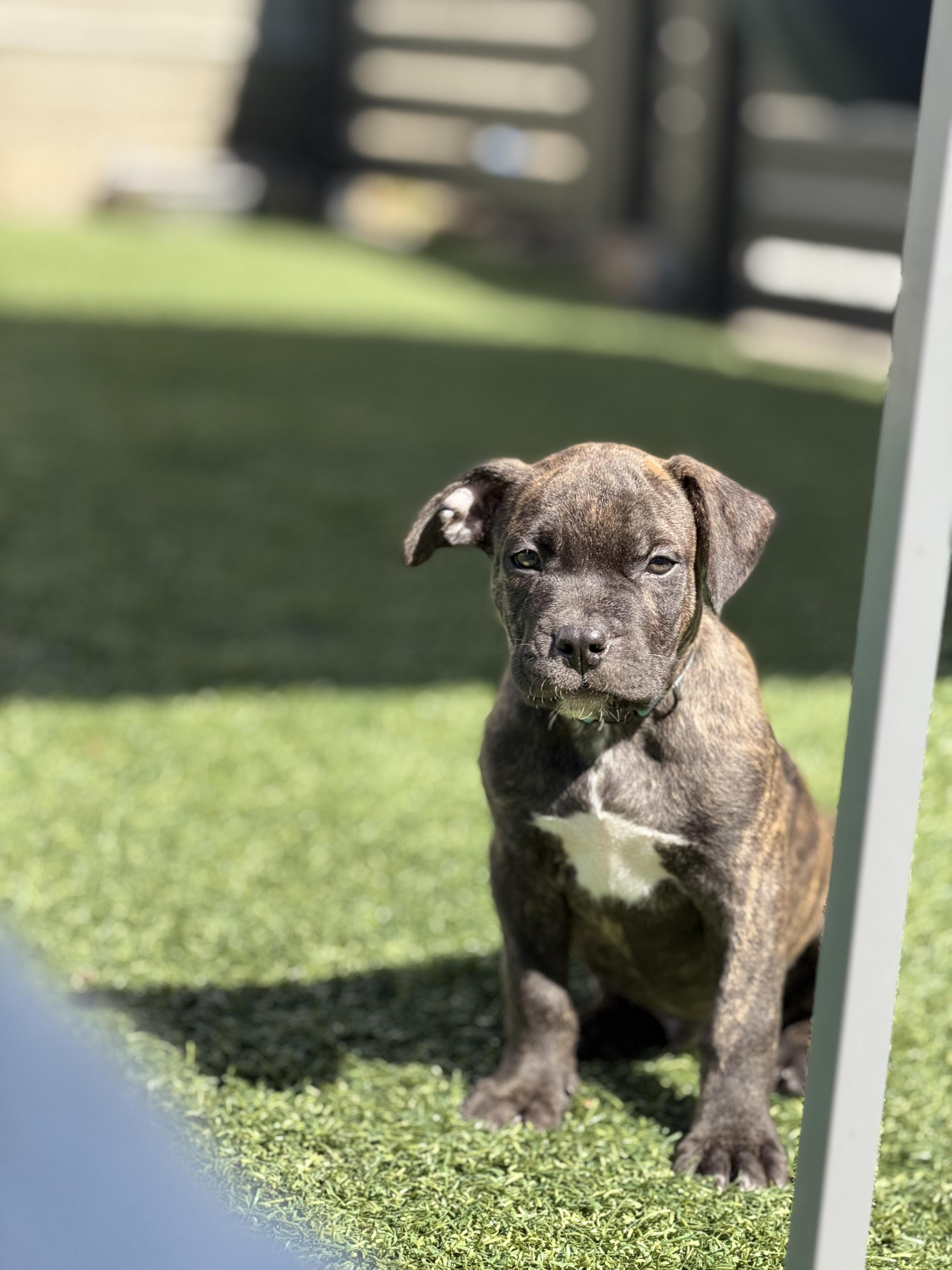 Bourbon-ADOPT Me, Adoptable, Puppy Male Pit Bull Terrier.
