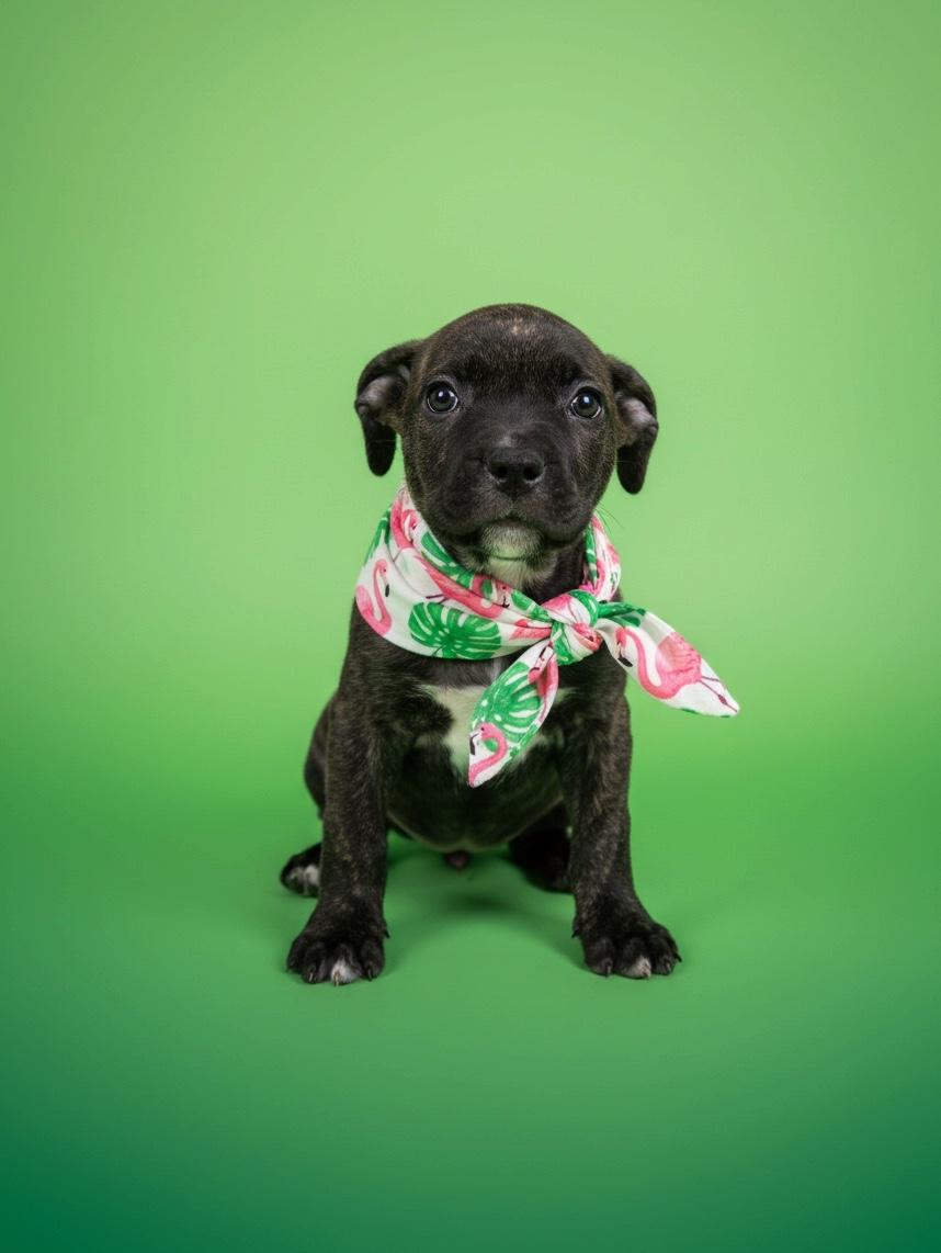 Enlarge Bourbon-ADOPT Me, a Adoptable mixed breed in Redondo Beach, CA image 2/6