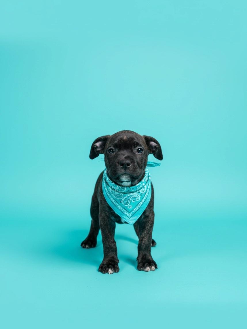 Enlarge Bourbon-ADOPT Me, a Adoptable mixed breed in Redondo Beach, CA image 4/6