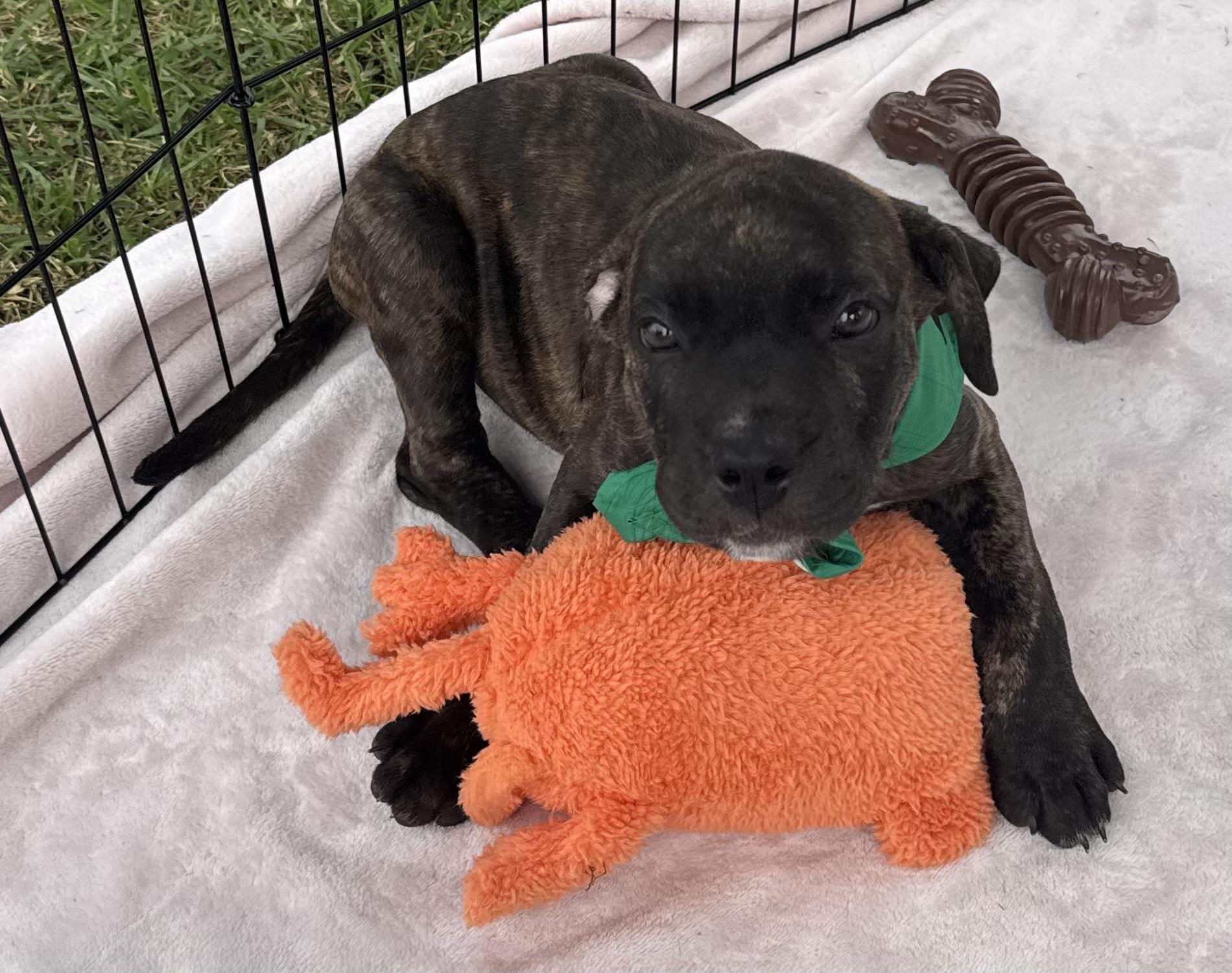 Enlarge Bourbon-ADOPT Me, a Adoptable mixed breed in Redondo Beach, CA image 6/6