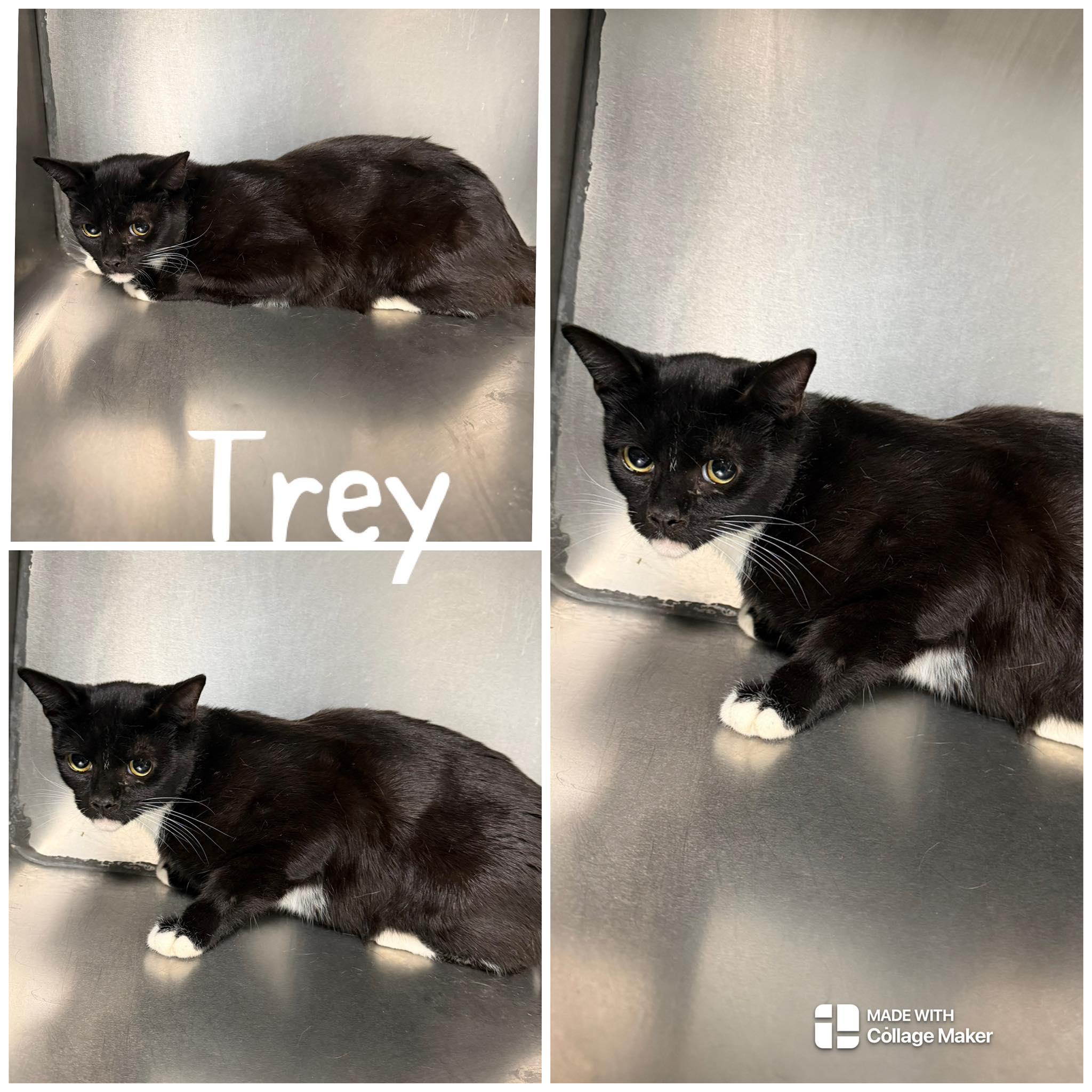 Trey, ADOPTABLE, Adult Male Domestic Short Hair.